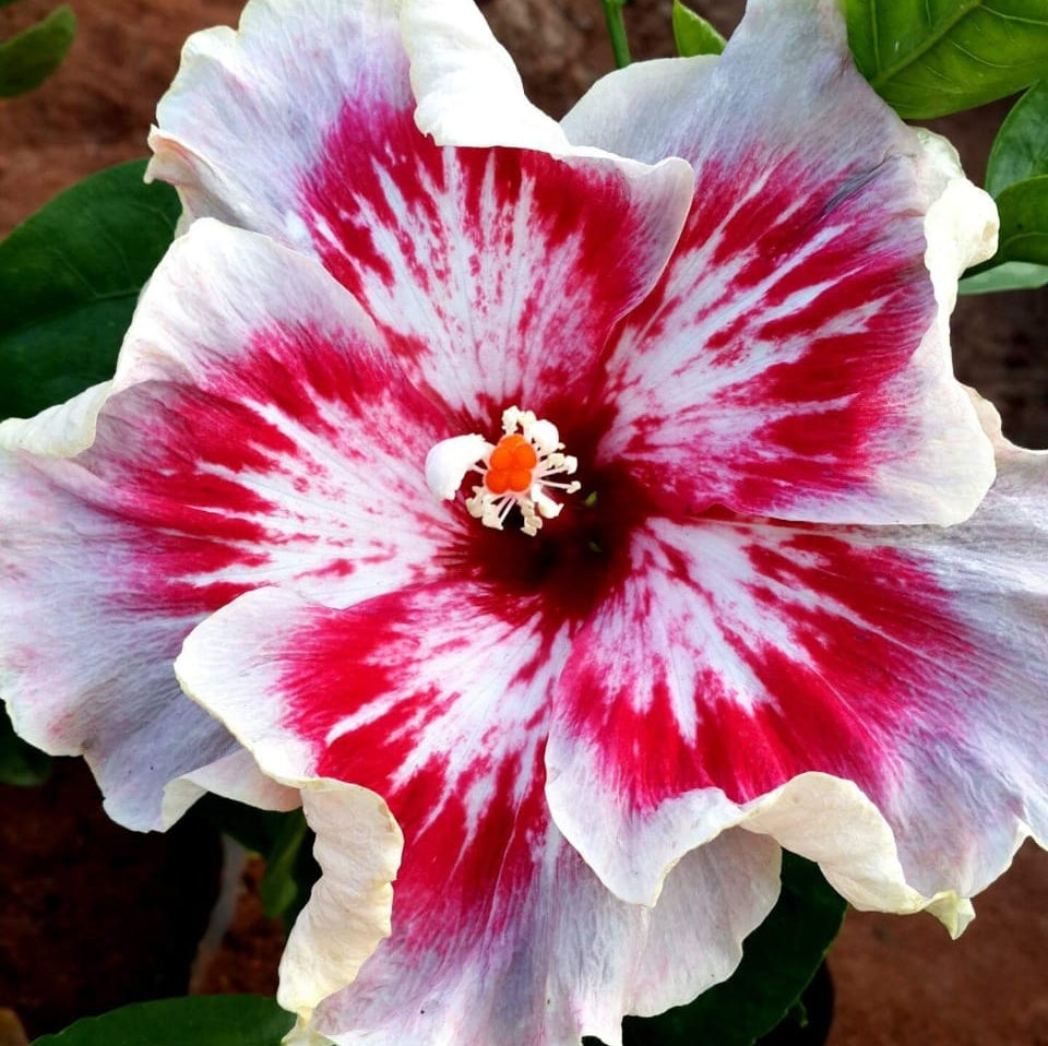 Hibiscus Plant