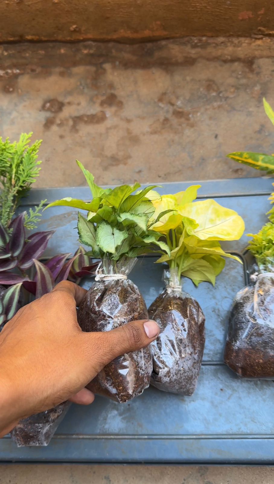 Special Combo Offer 1