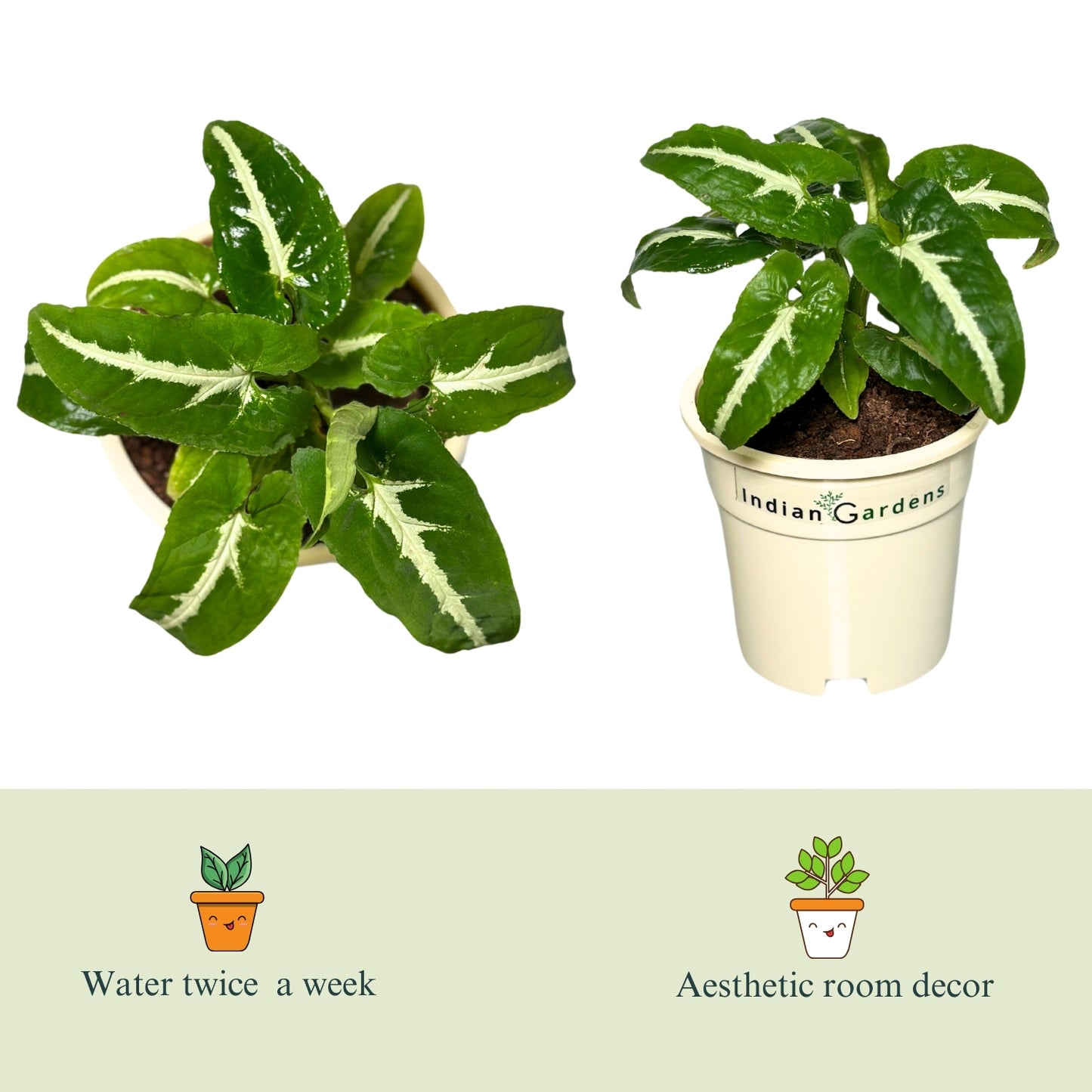 Syngonium Wendlandii  with Premium Pot Indoor Plant