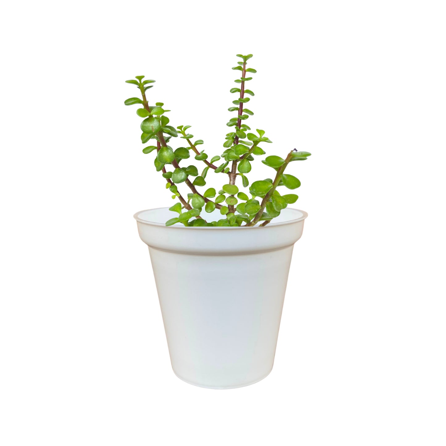 Indoor Plastic Glass White Colour Pots for Home Garden (Set of 20)