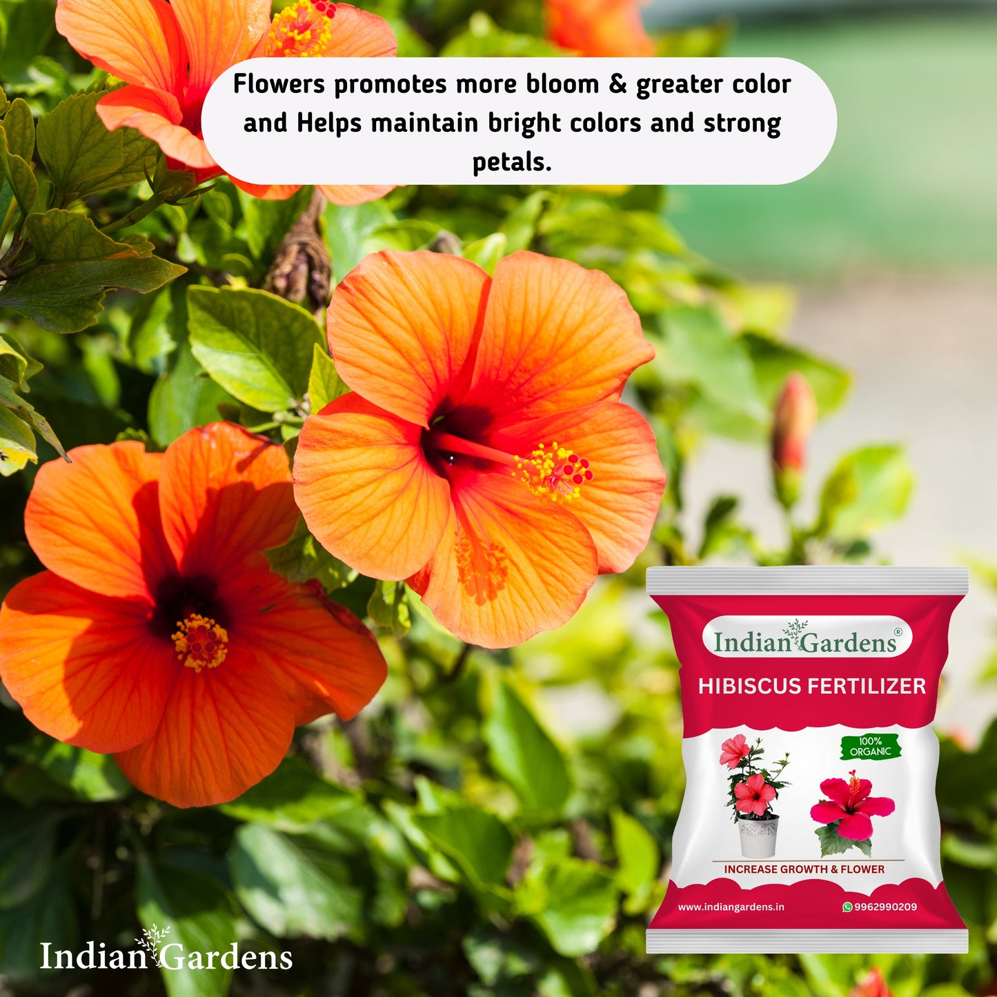 Hibiscus Fertilizer | Flowering Plant Fertilizer |Organic Plant Food For Flowering | Healthy Stems And Strong Roots
