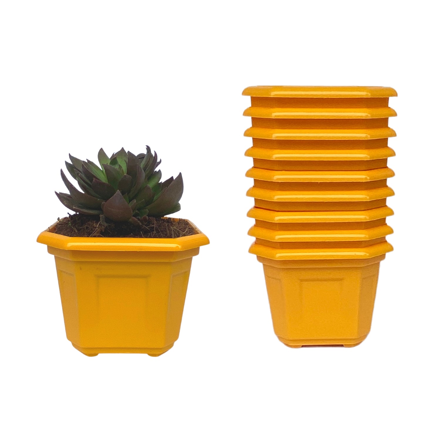 Indoor Plastic Small |Octa 4 Pots | Colour Pot