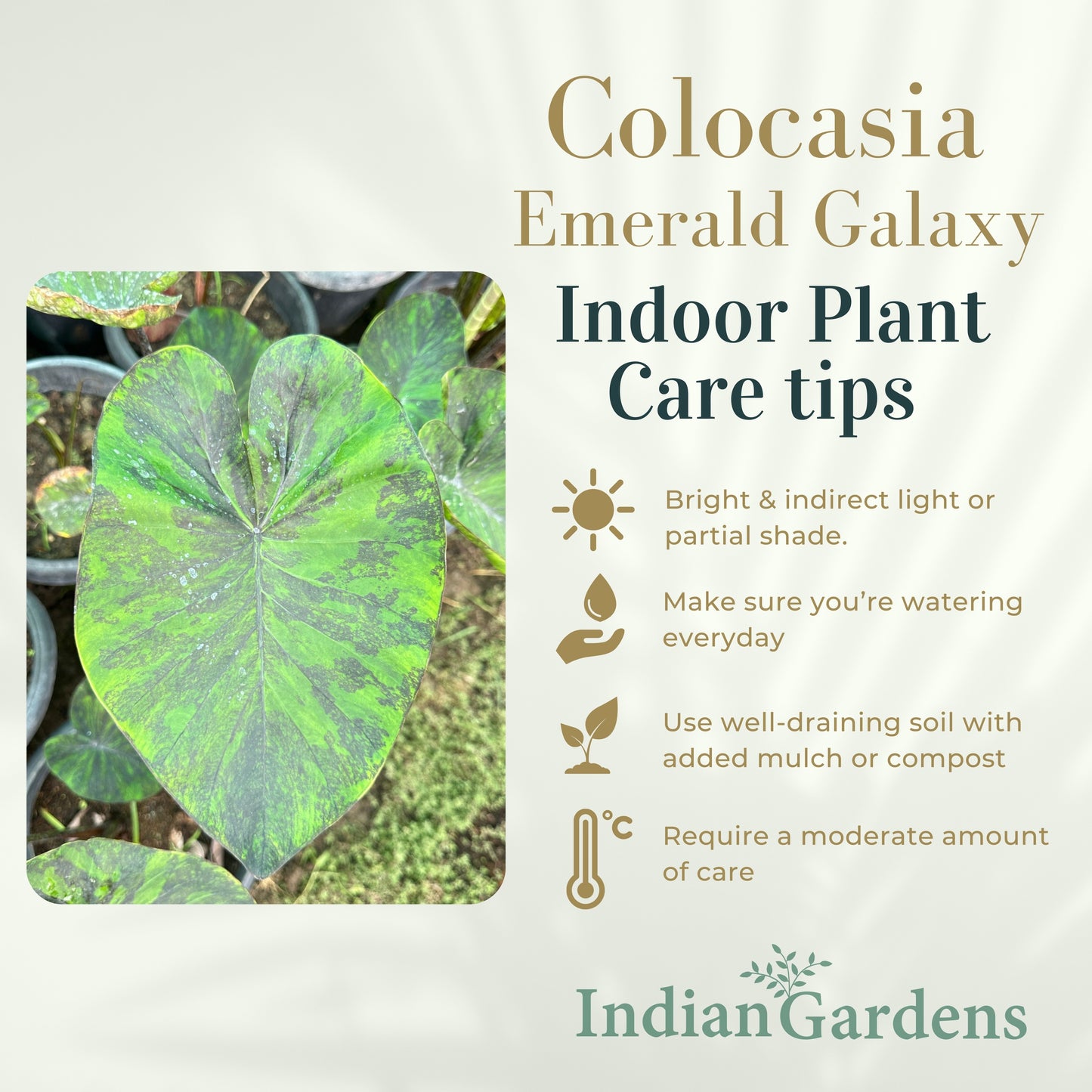 Colocasia Emerald Galaxy