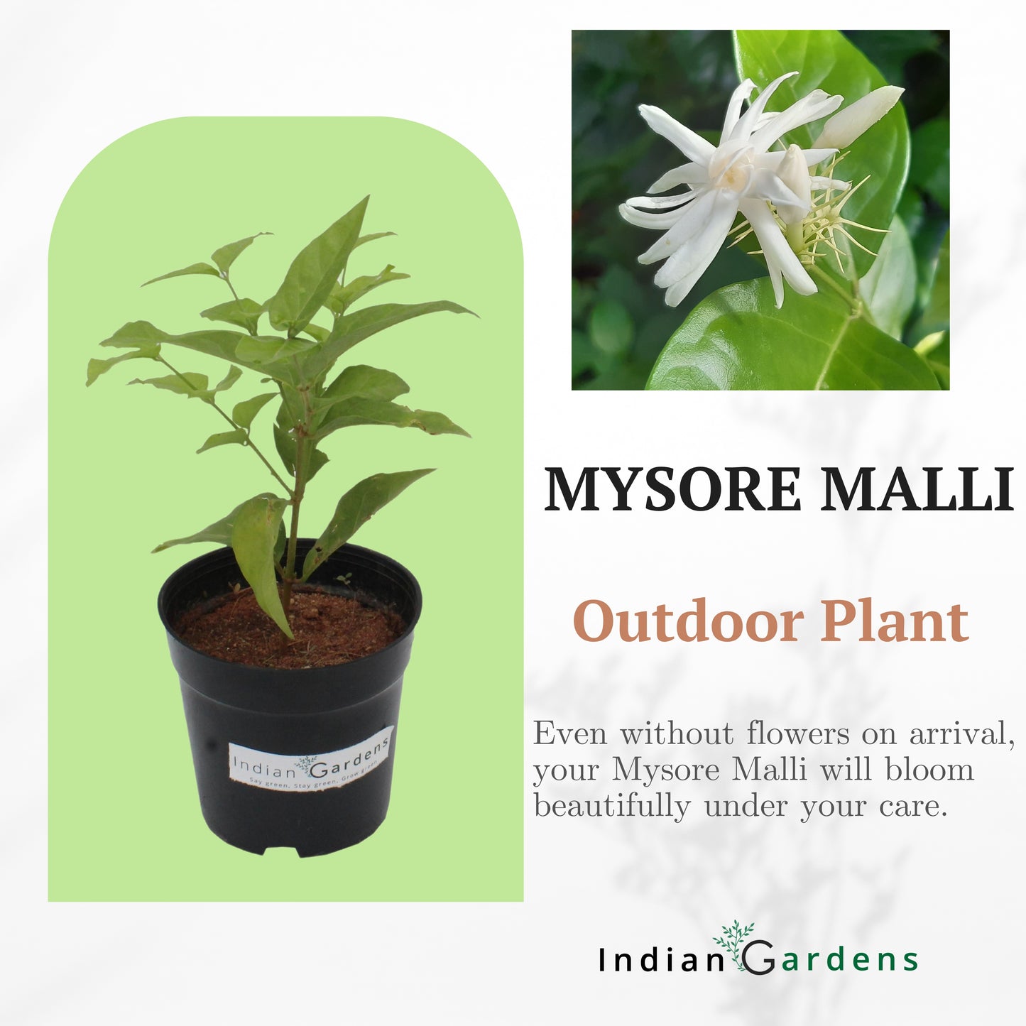 Mysore Plant