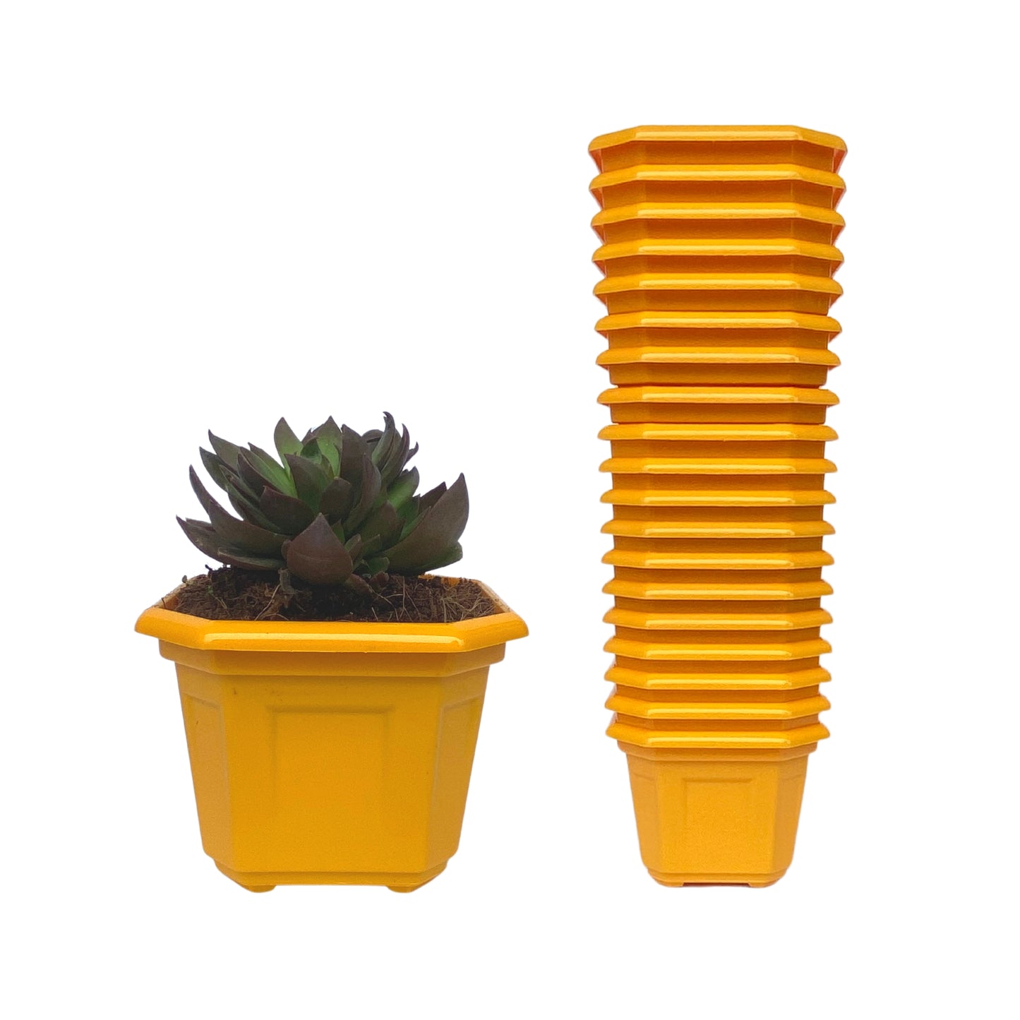 Indoor Plastic Small |Octa 4 Pots | Colour Pot