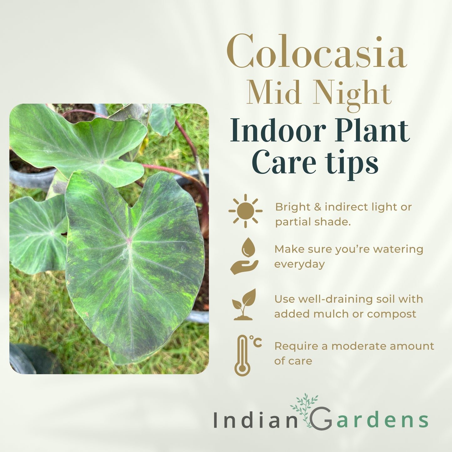 Colocasia Mid Night