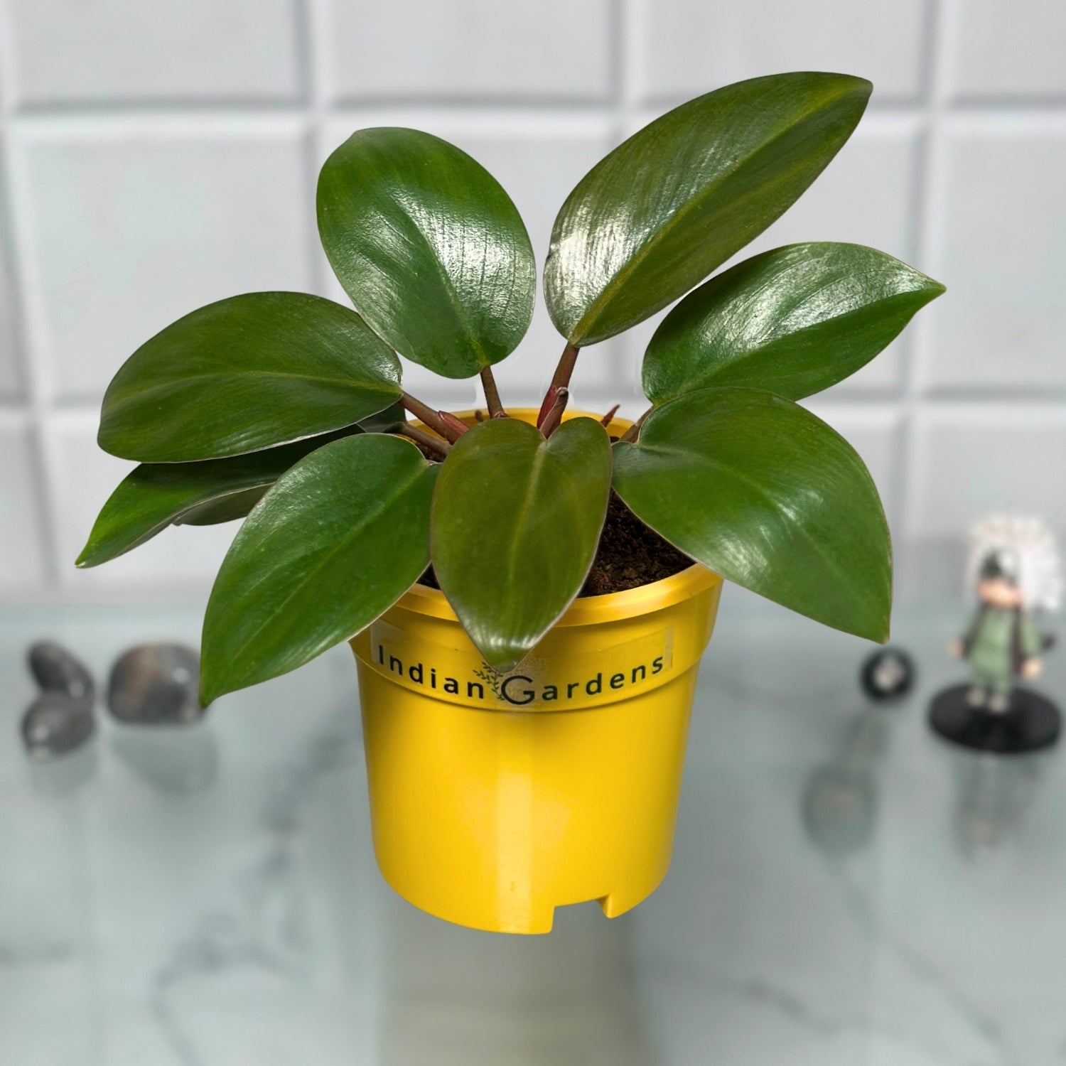 philodendron india Philodendron Plant with Premium Pot Indoor Plant – Indian Gardens