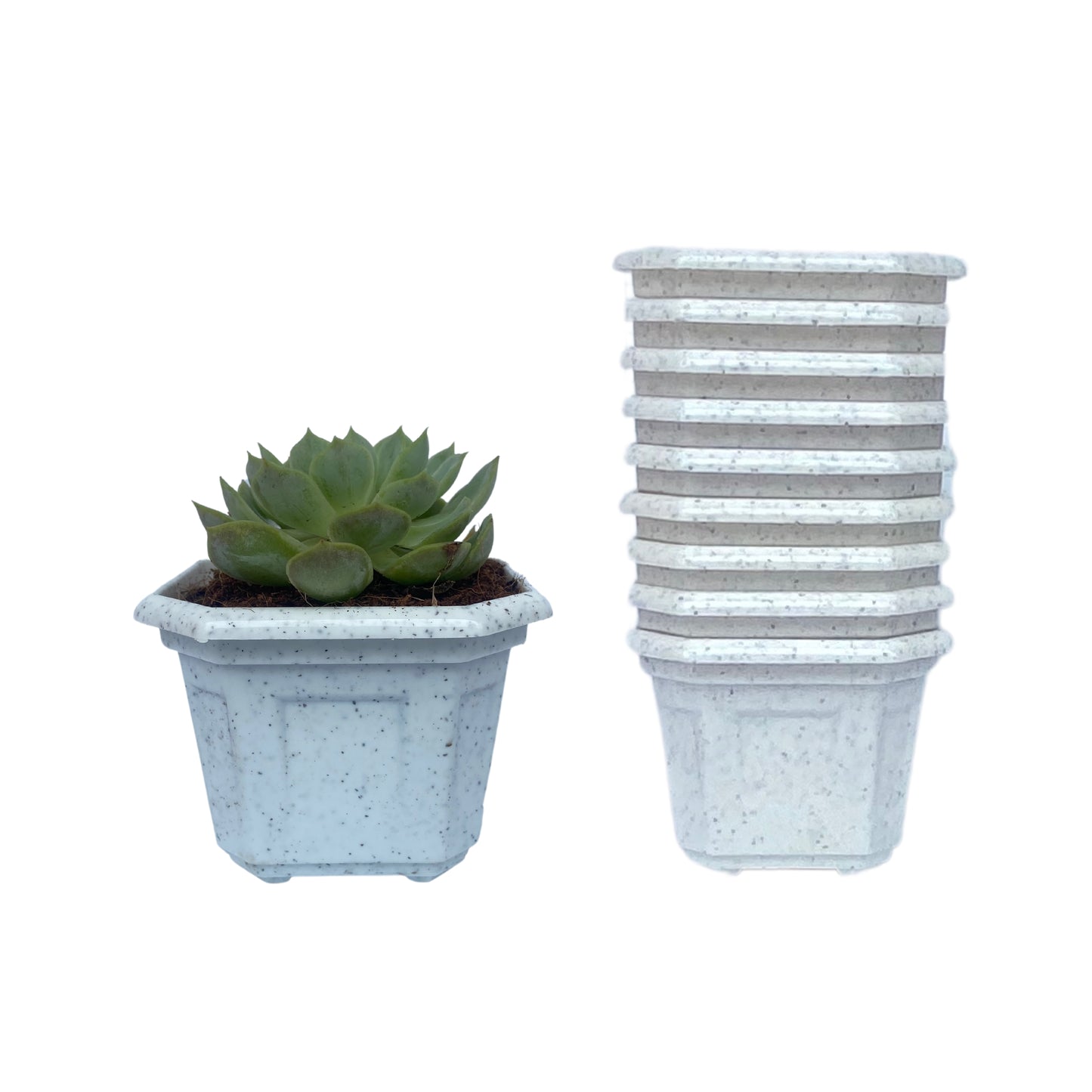 Indoor Plastic Small |Octa 4 Pots | Colour Pot