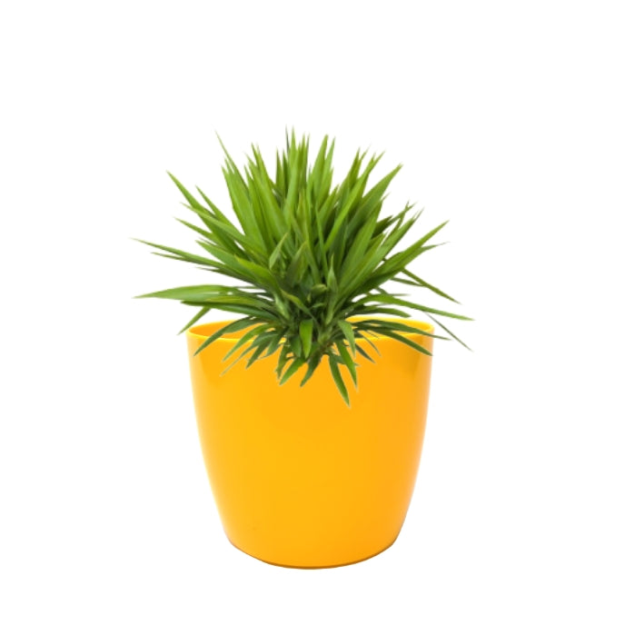 Indoor Plastic Small |Any Colour - Pack of 6