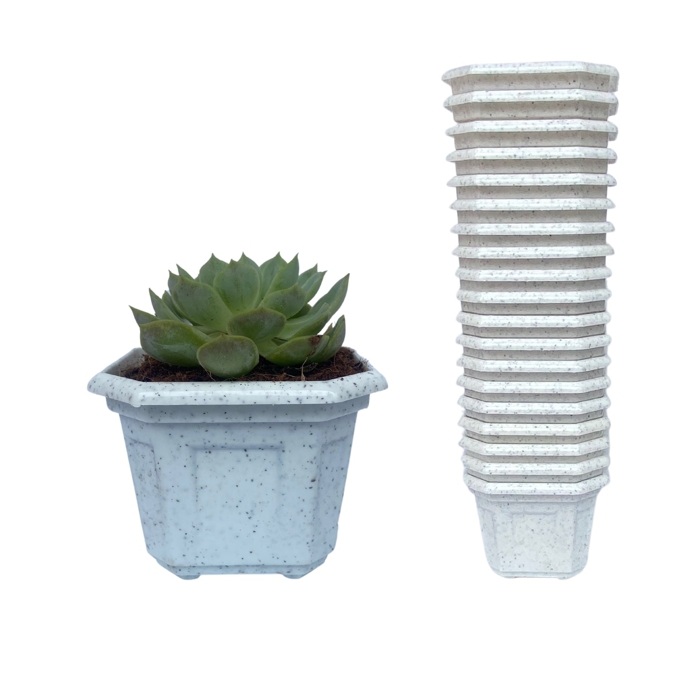 Indoor Plastic Small |Octa 4 Pots | Colour Pot