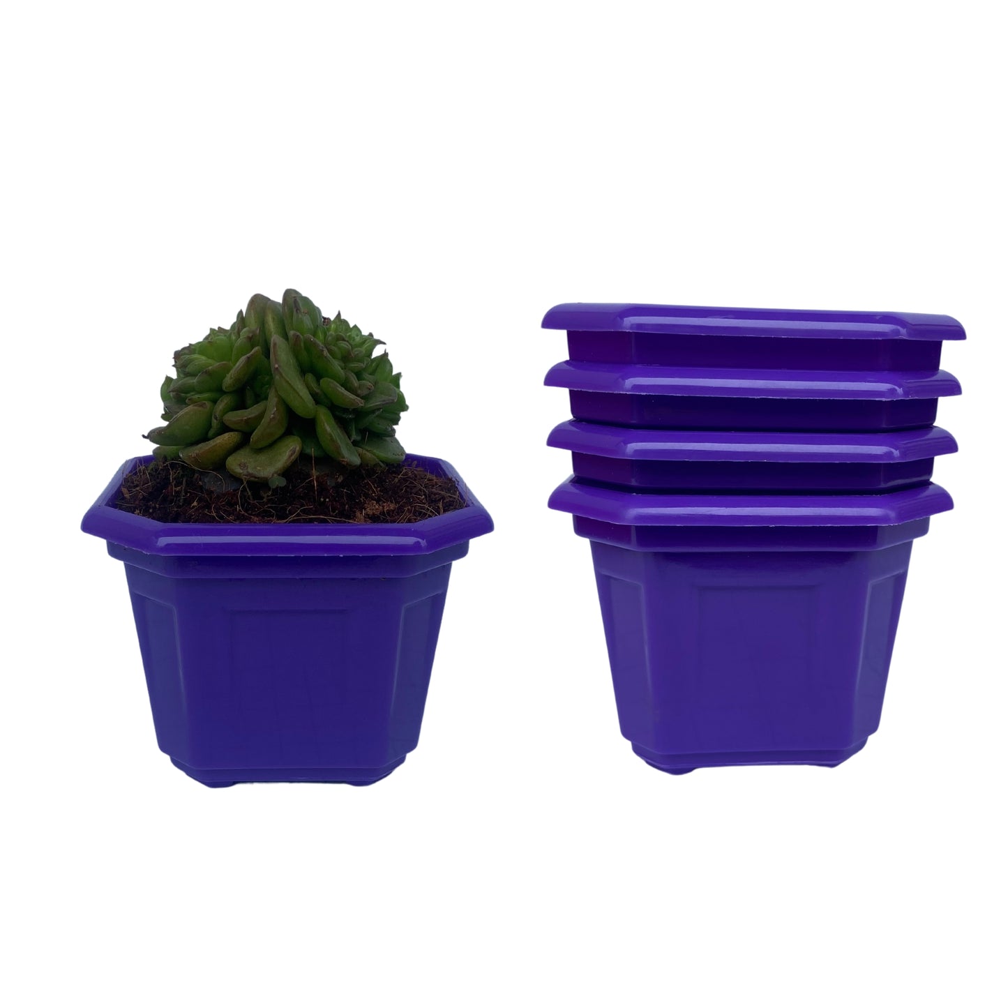 Indoor Plastic Small |Octa 4 Pots | Colour Pot
