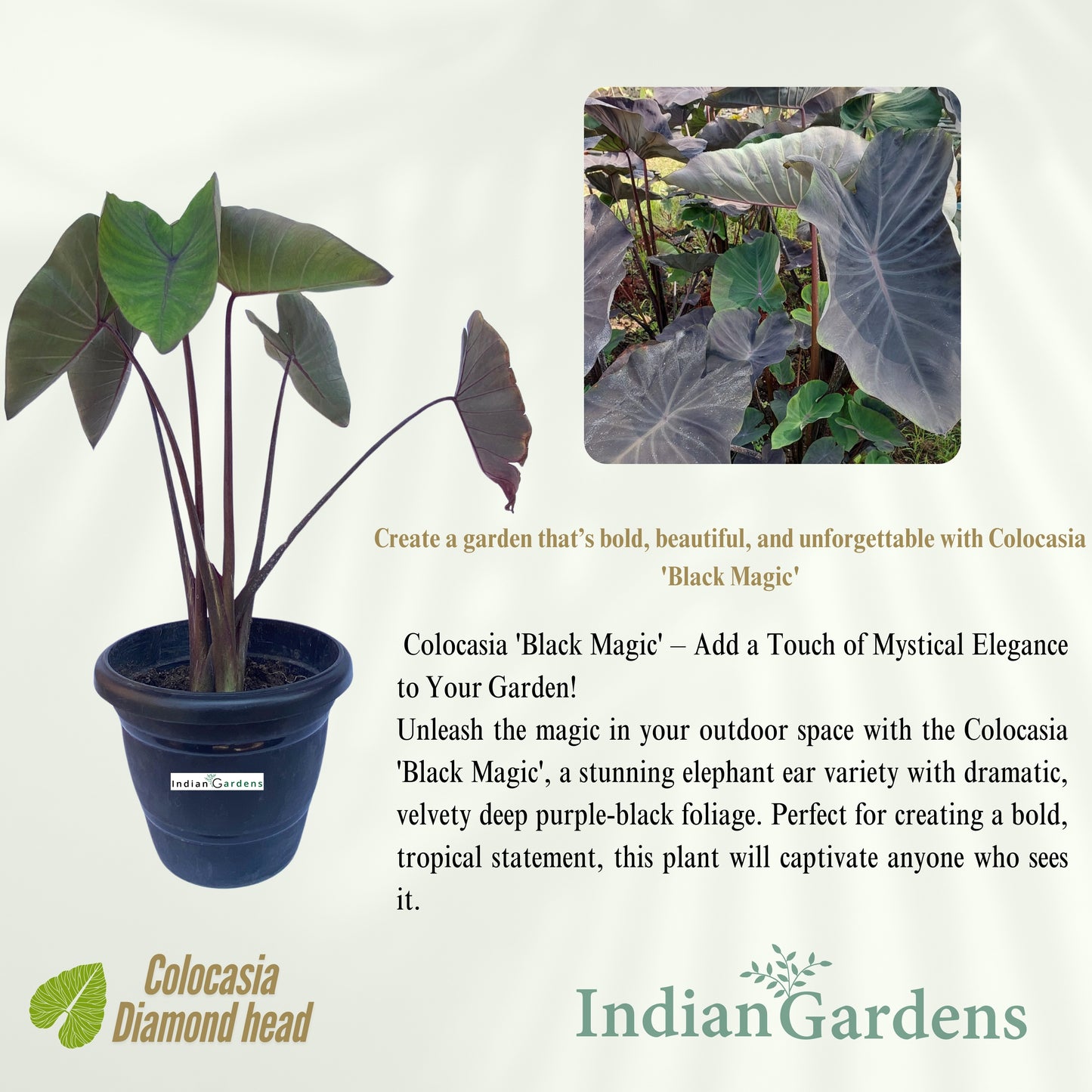 Colocasia Diamond head Indoor Plant