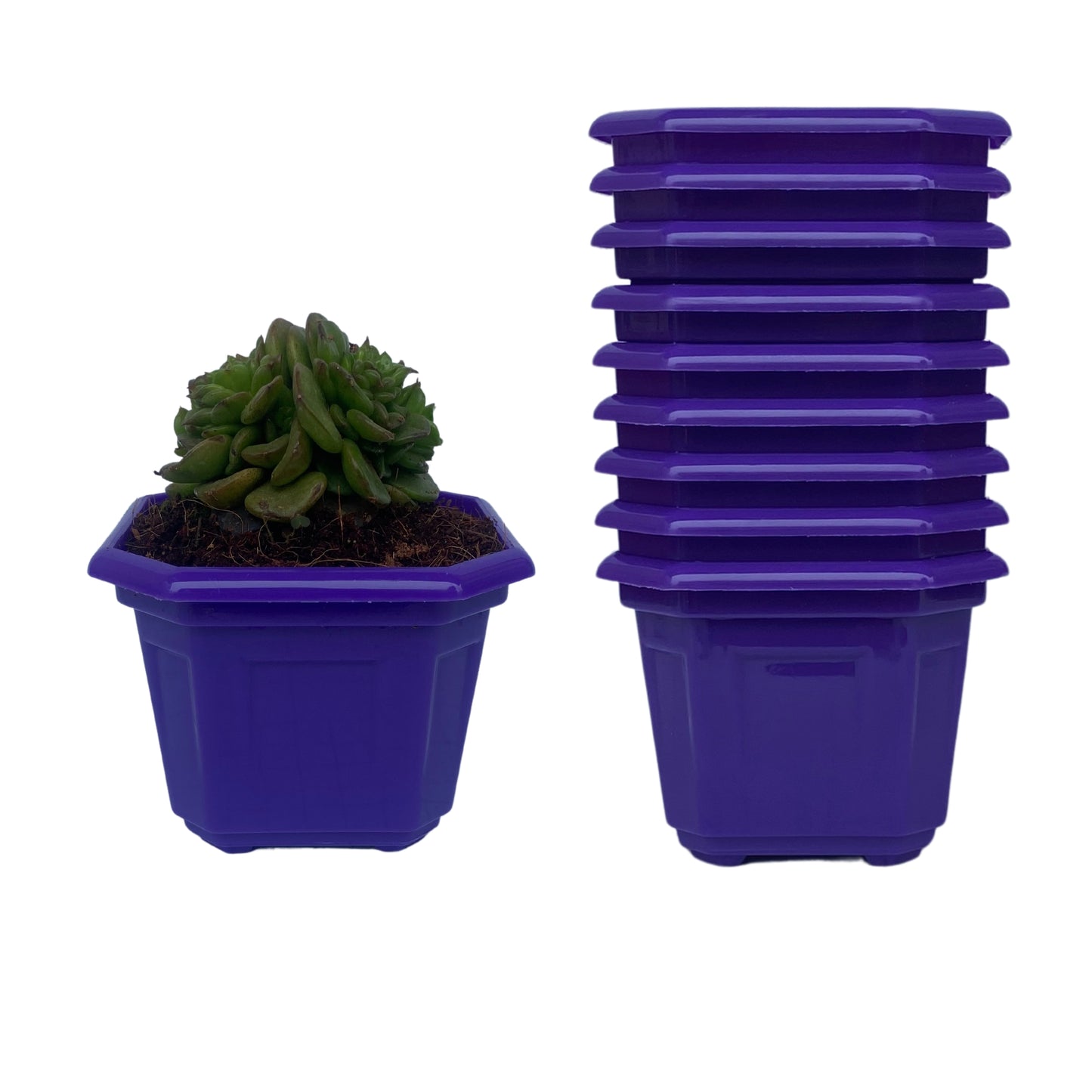Indoor Plastic Small |Octa 4 Pots | Colour Pot