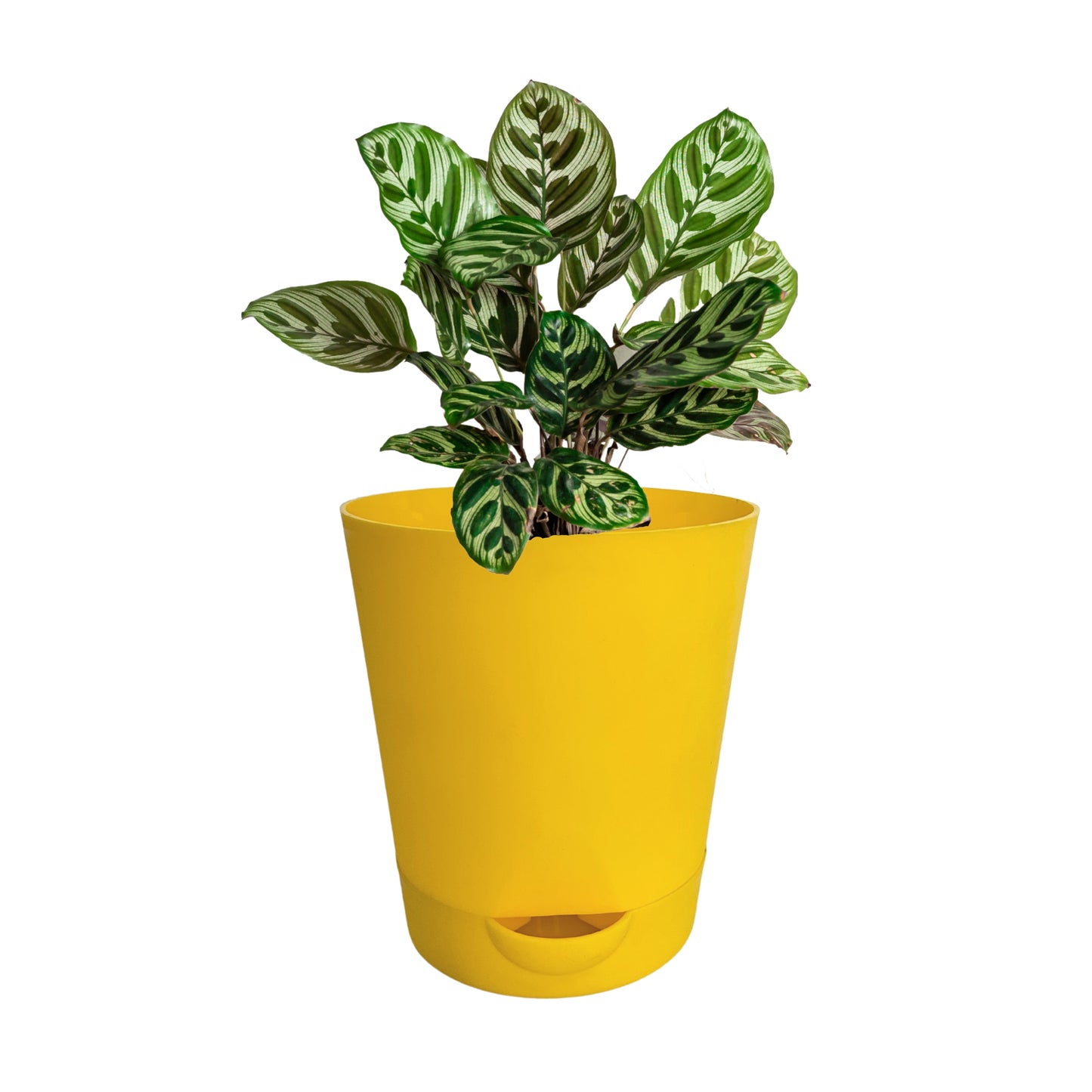 Self Watering Pot | Colour Pot