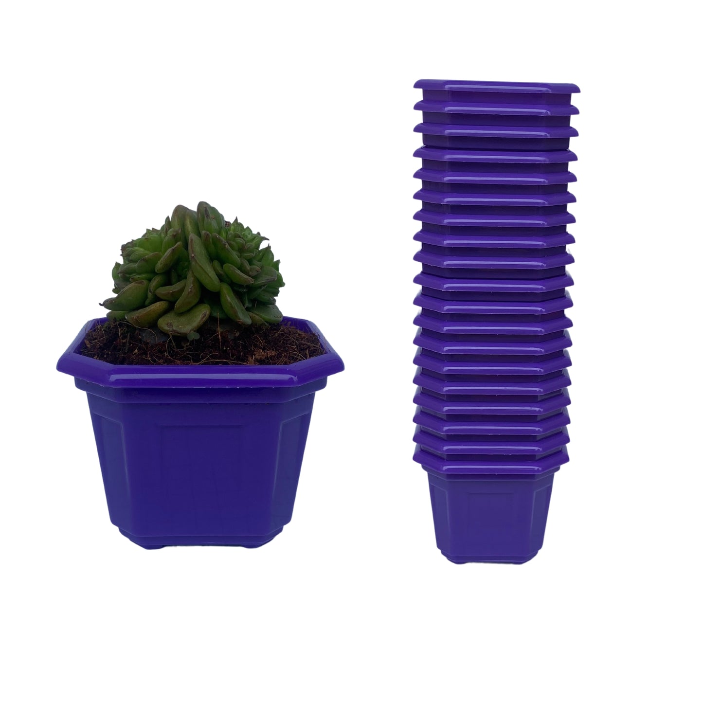Indoor Plastic Small |Octa 4 Pots | Colour Pot