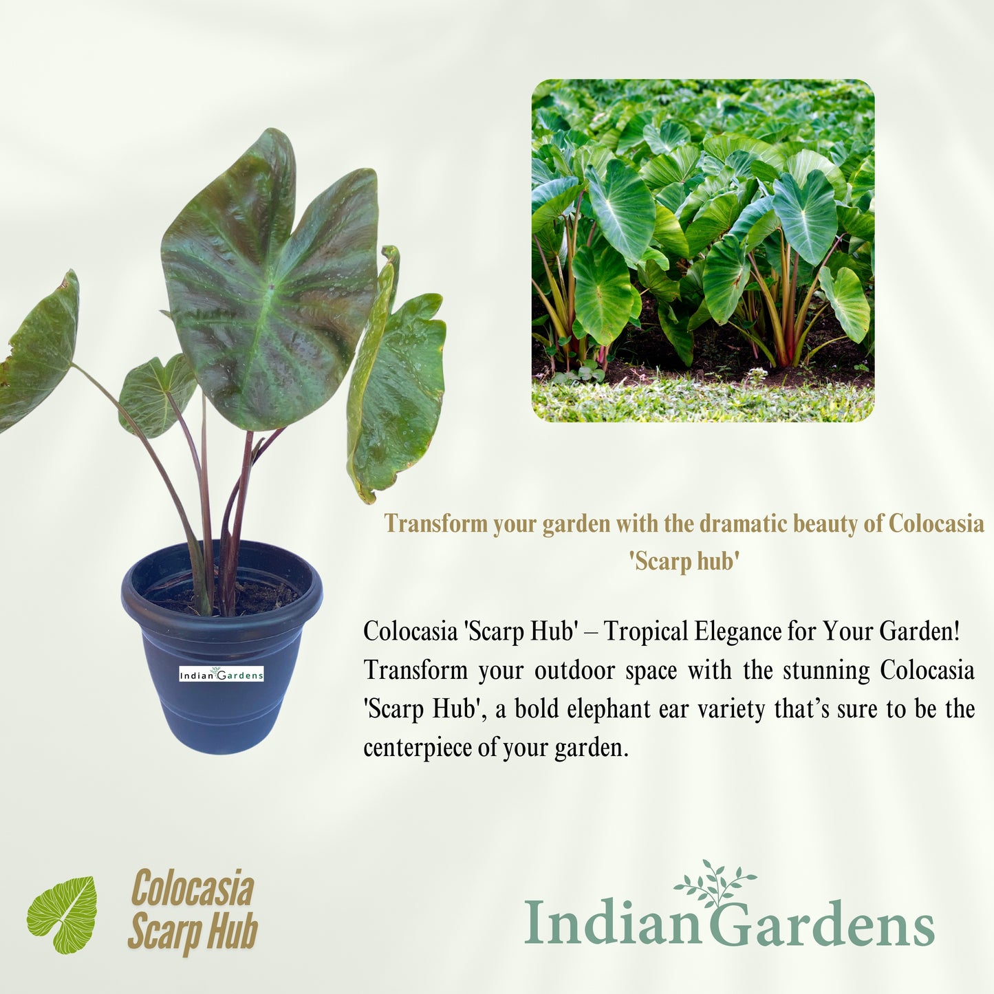 Colocasia Scarp Hub