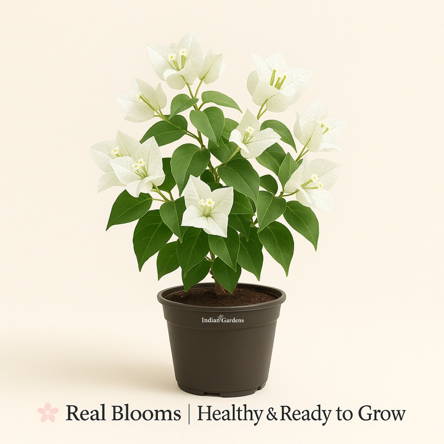 Bougainvillea (white)