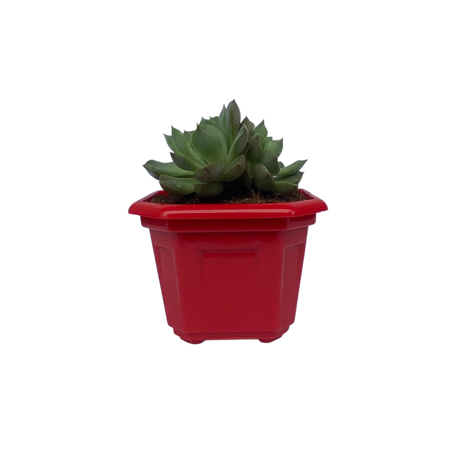 Indoor Plastic Small |Octa 4 Pots | Colour Pot