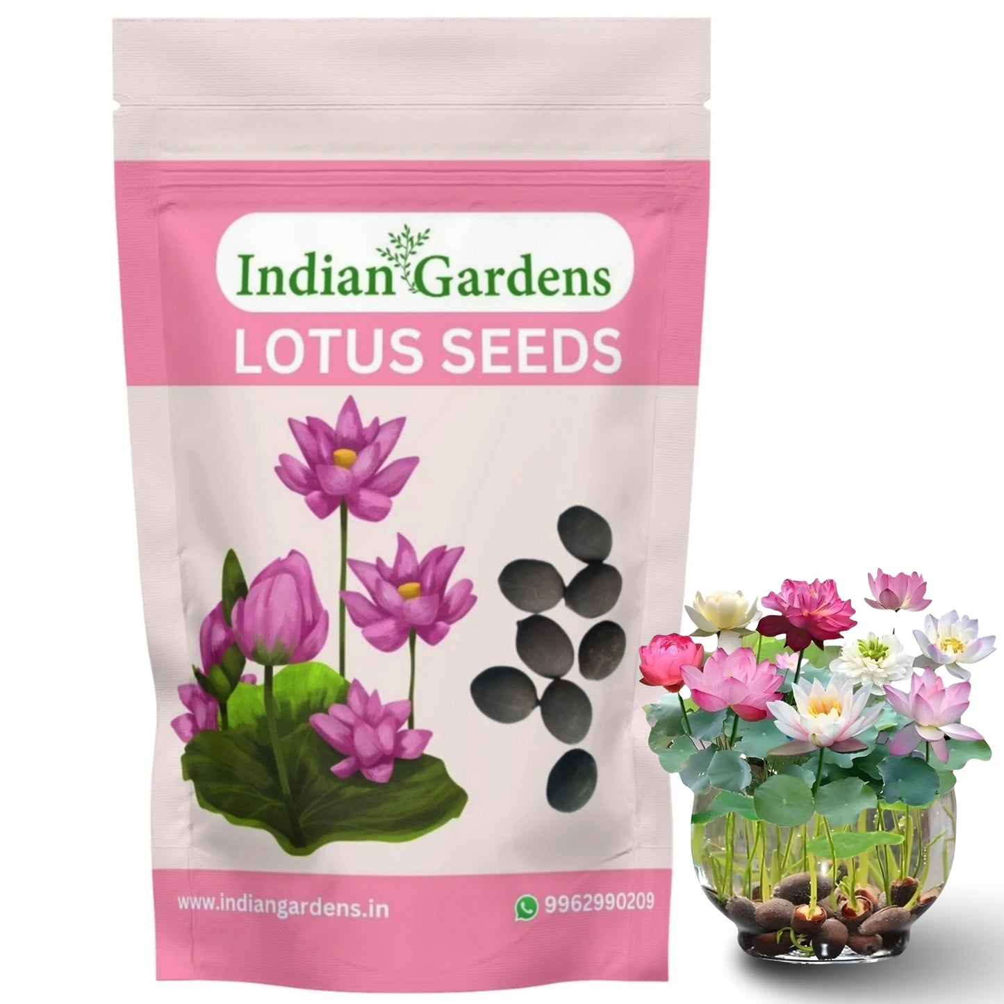 Lotus Seed for Planting ( Pack of 20 ) Lotus Flower Seeds for Home Decor.