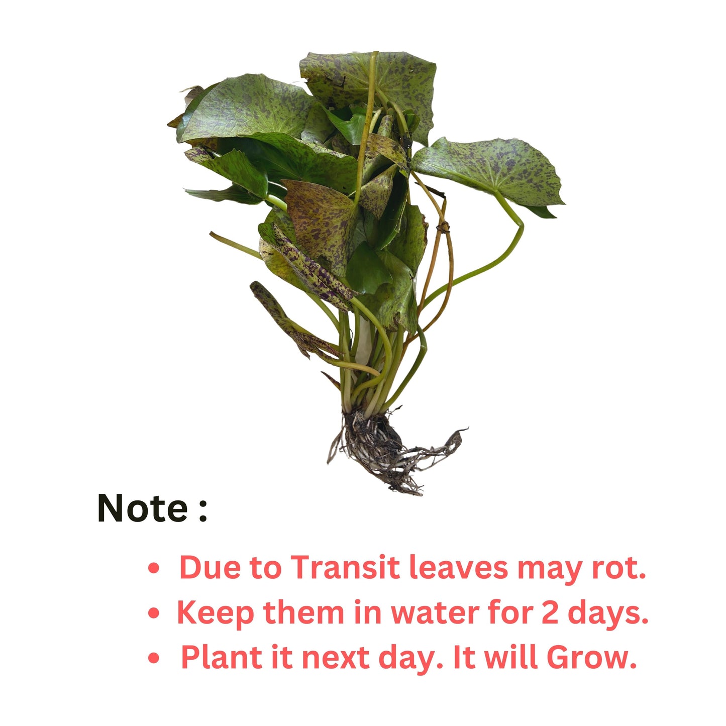 Waterlily ( Pink With Purple ) ( Code 6 )