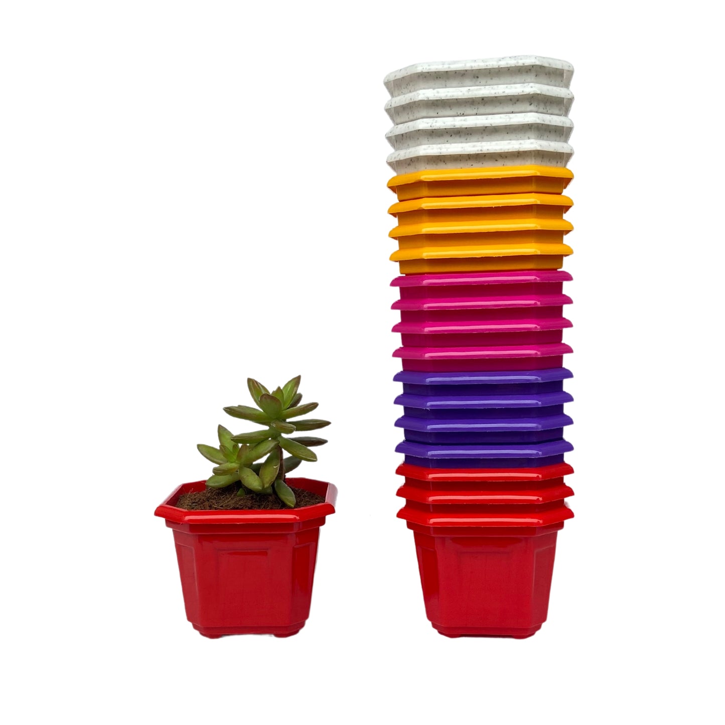 Indoor Plastic Small |Octa 4 Pots | Colour Pot