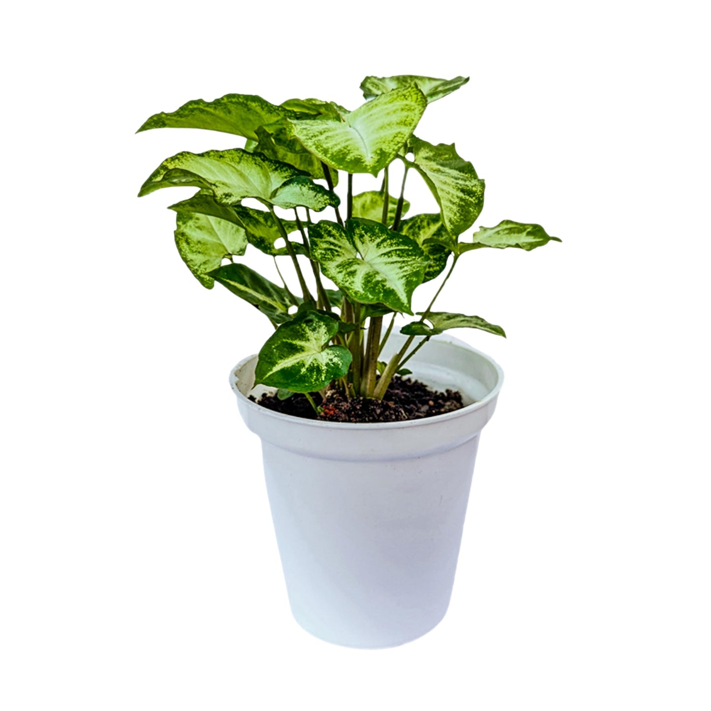 Syngonium Pixie indoor live plant White pot