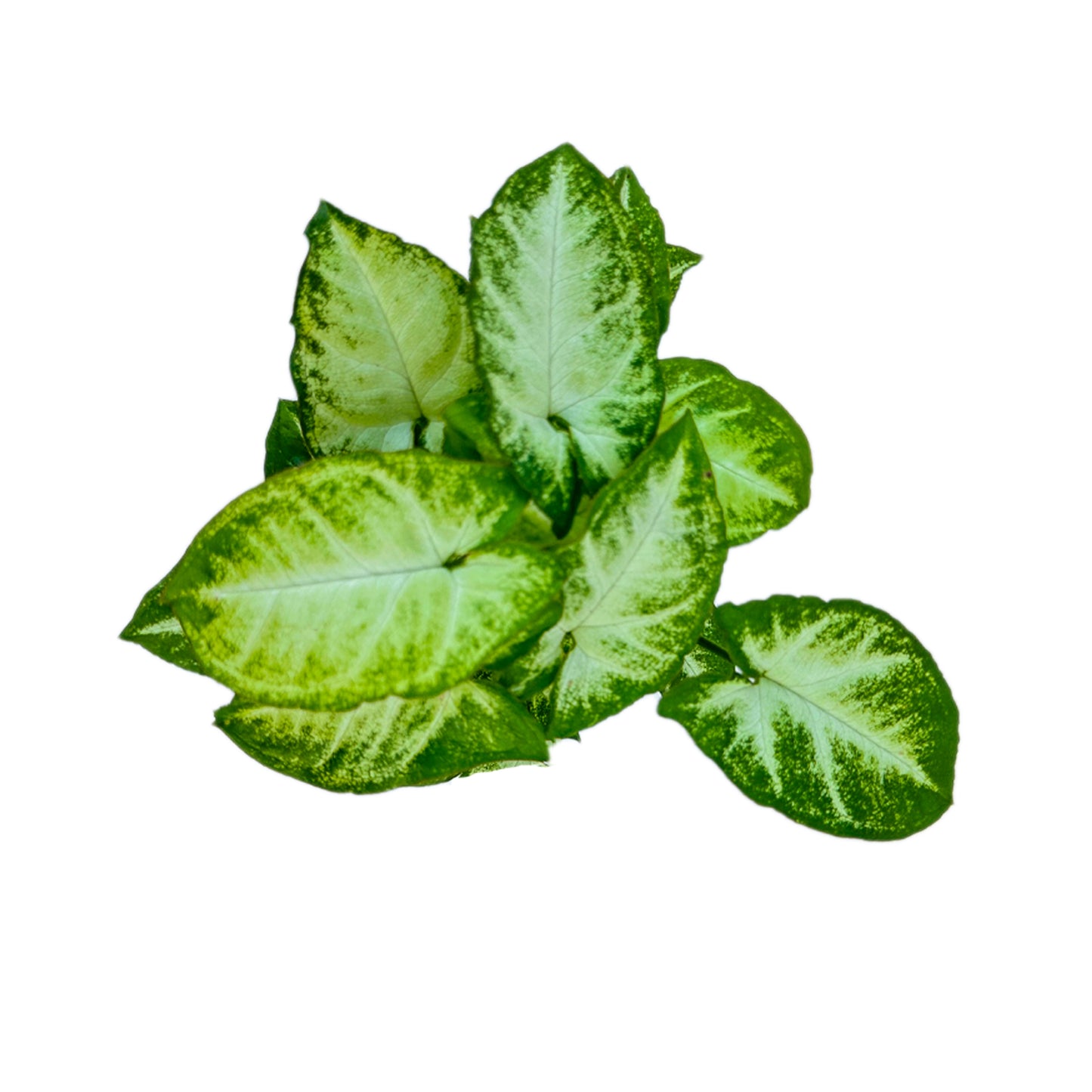 Syngonium Pixie indoor live plant White pot