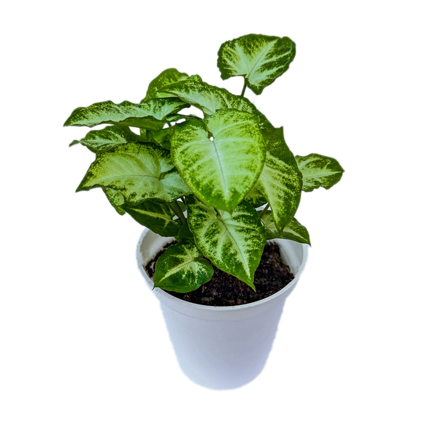 Syngonium Pixie indoor live plant White pot