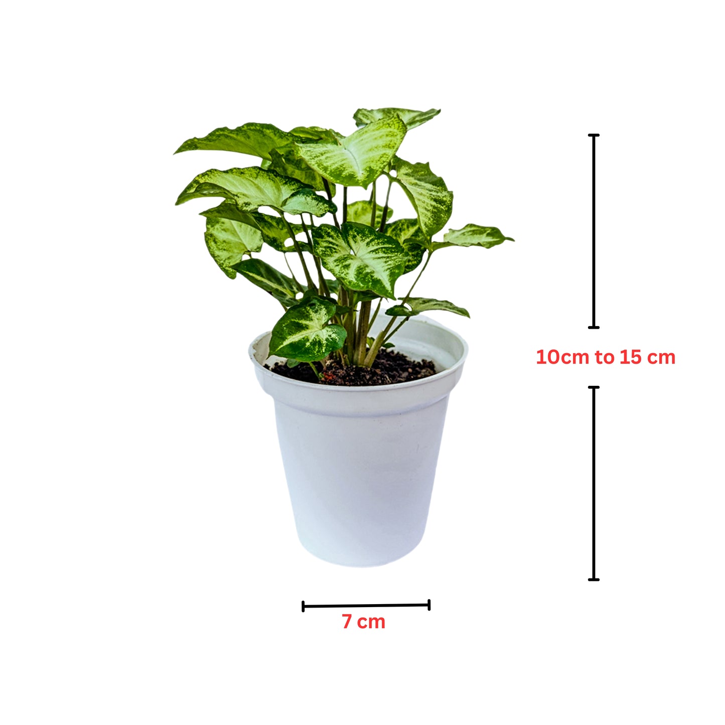 Syngonium Pixie indoor live plant White pot