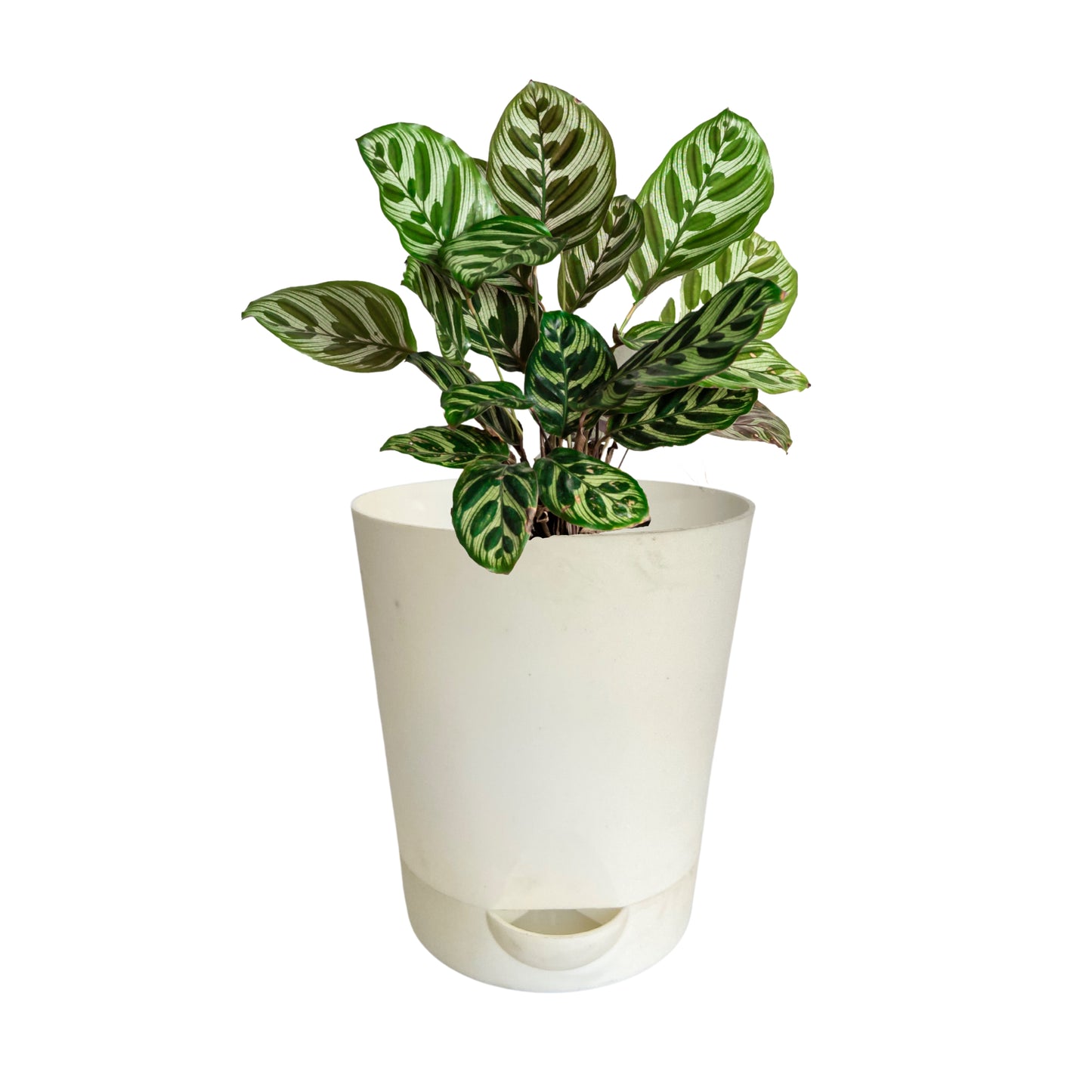 Colour Plastic Self Watering Pot  |Self Watering Pot | Colour Pot set of 4