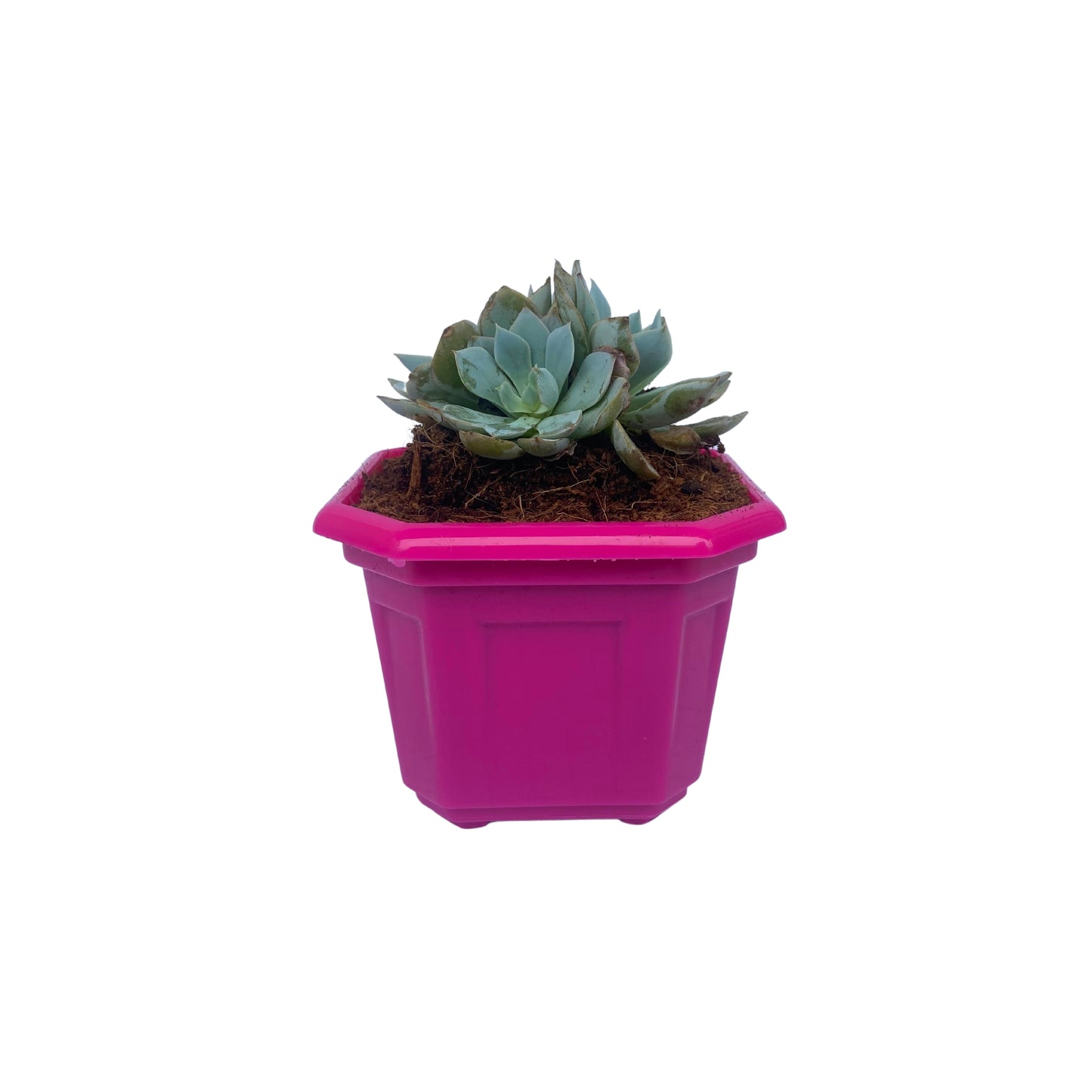 Indoor Plastic Small |Octa 4 Pots | Colour Pot