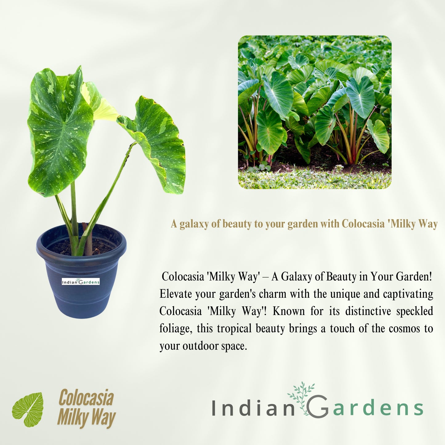 Colocasia Milky Way