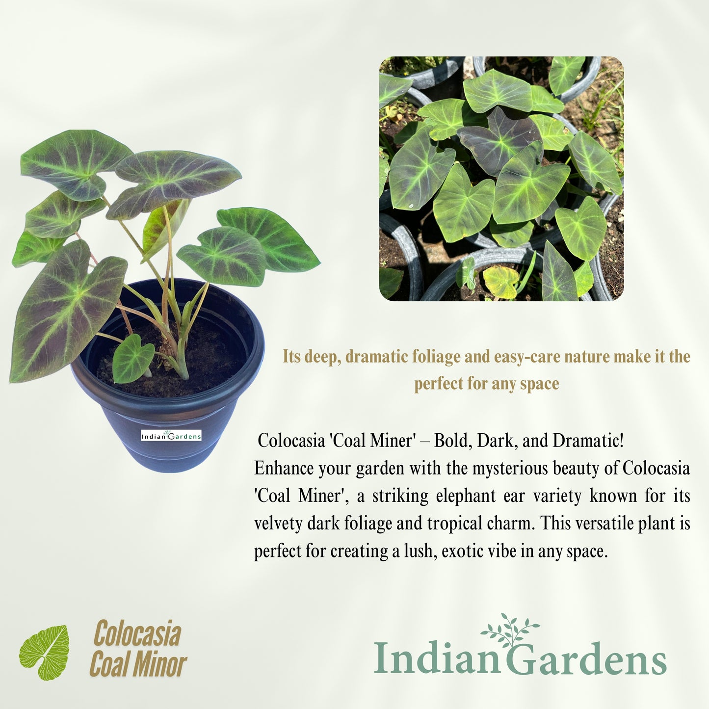 Colocasia Coal Minor