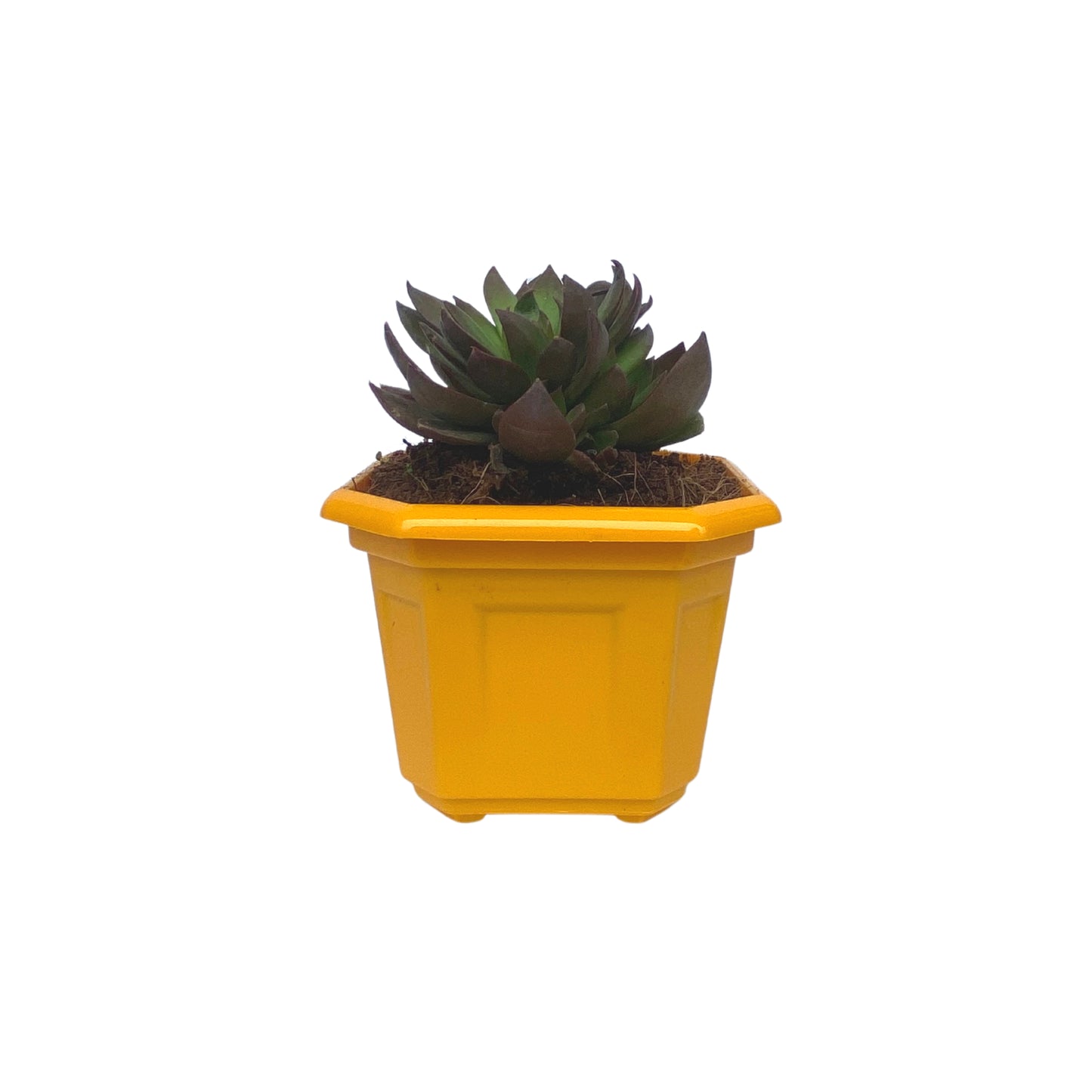 Indoor Plastic Small |Octa 4 Pots | Colour Pot