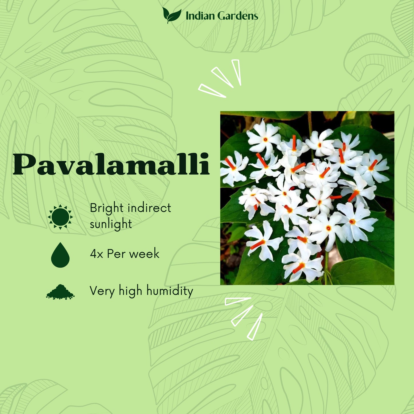 Pavalamalli