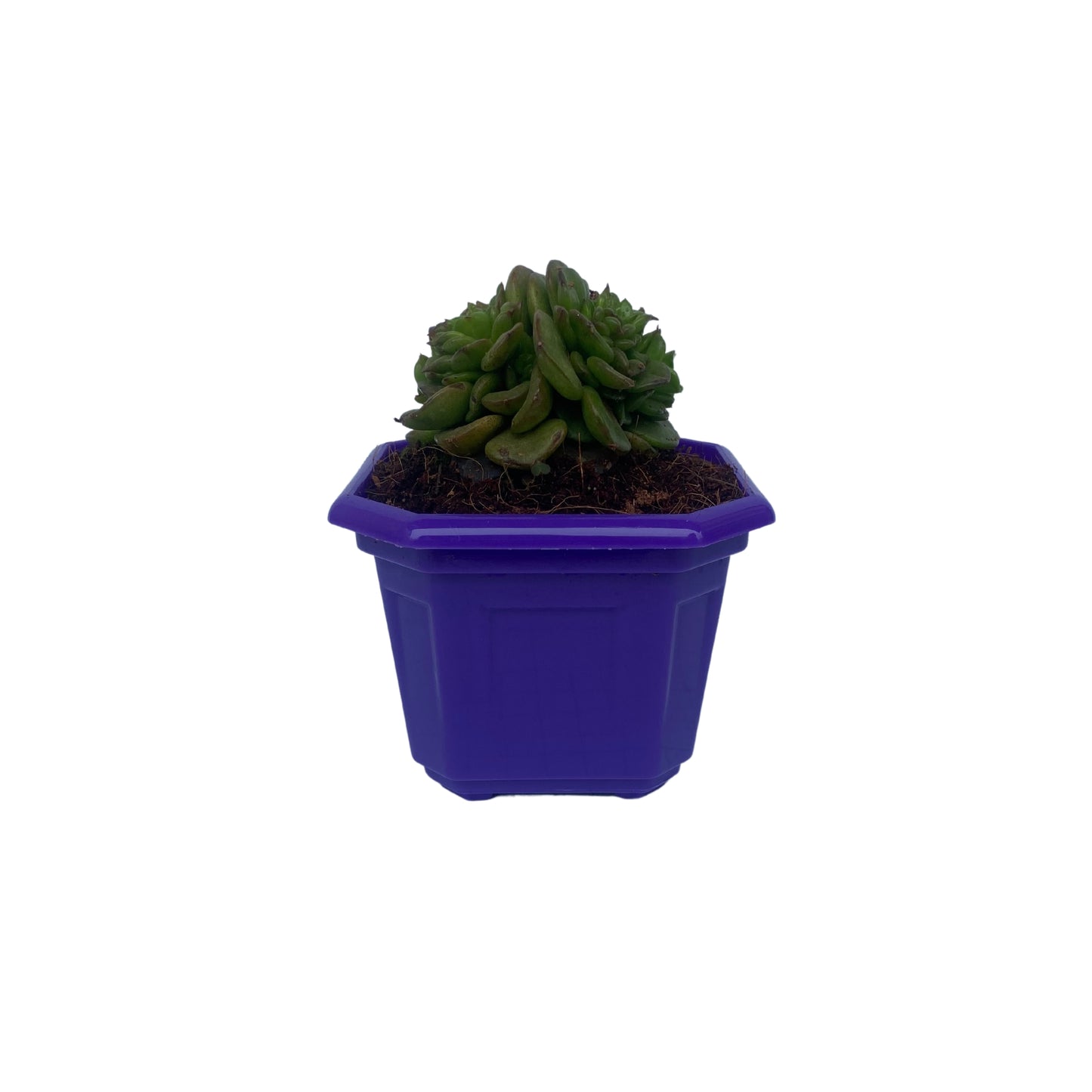 Indoor Plastic Small |Octa 4 Pots | Colour Pot