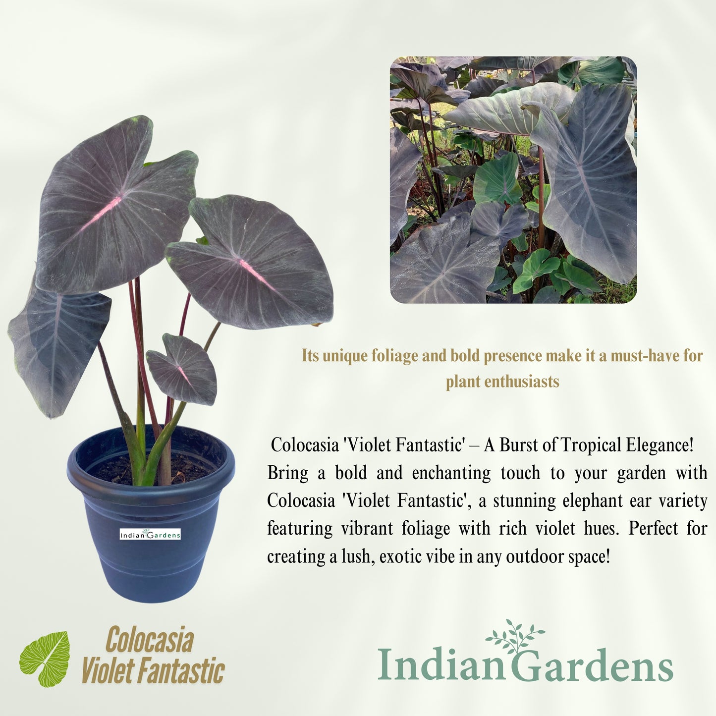 Colocasia Violet Fantastic