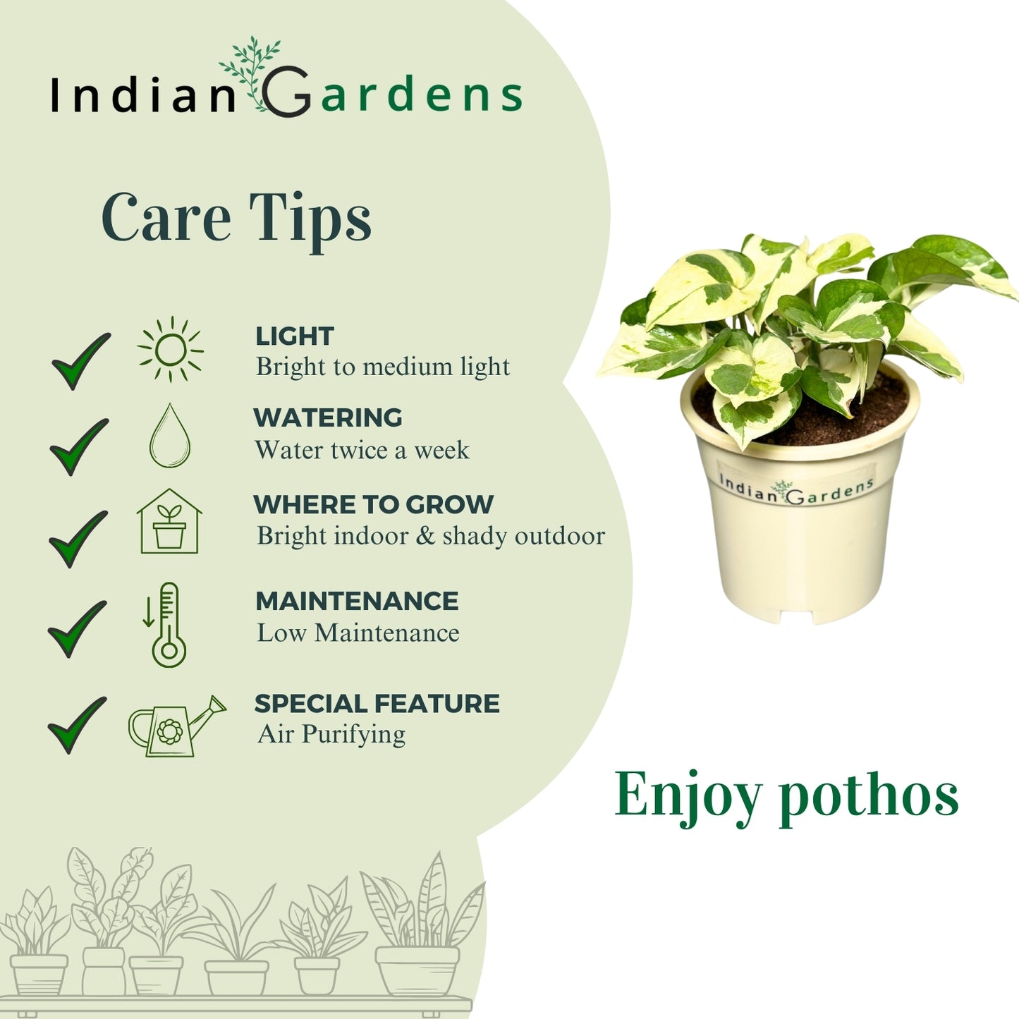 Enjoy Pothos with Premium Pot Indoor Plant