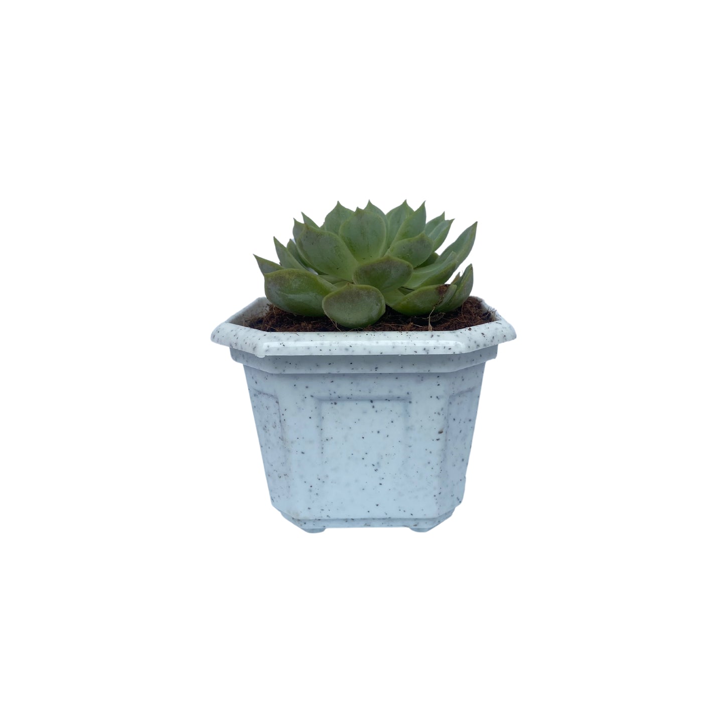 Indoor Plastic Small |Octa 4 Pots | Colour Pot