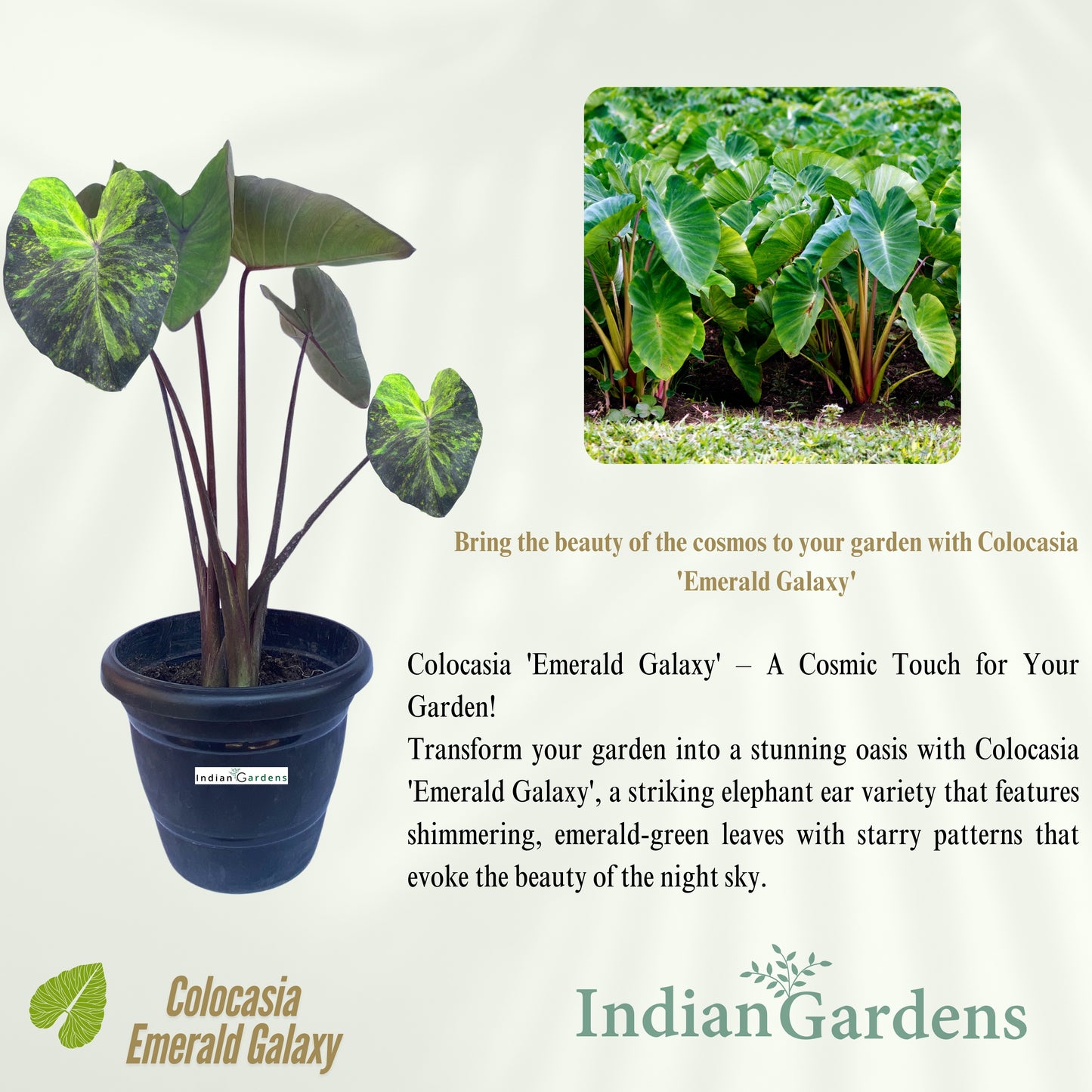 Colocasia Emerald Galaxy