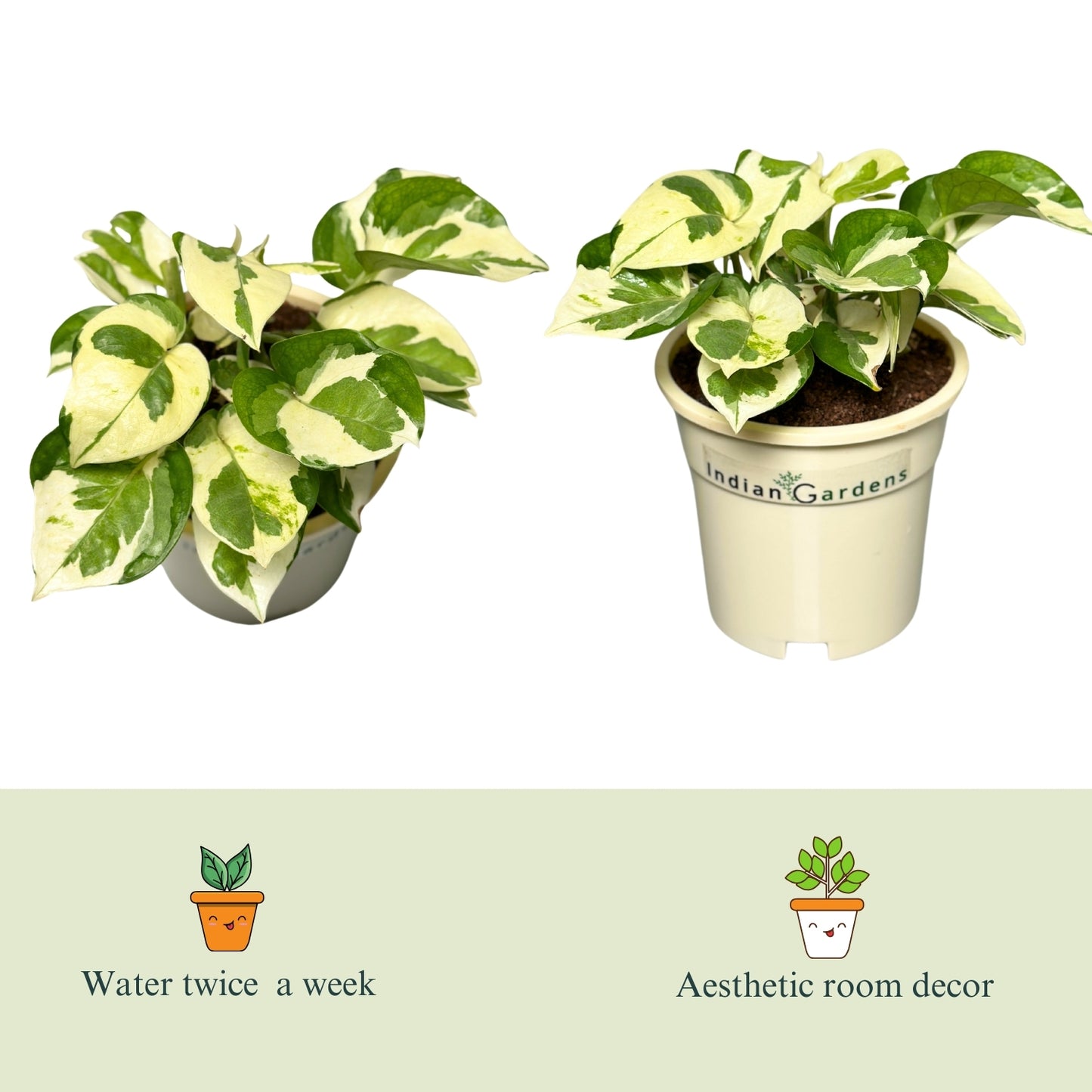 Enjoy Pothos with Premium Pot Indoor Plant