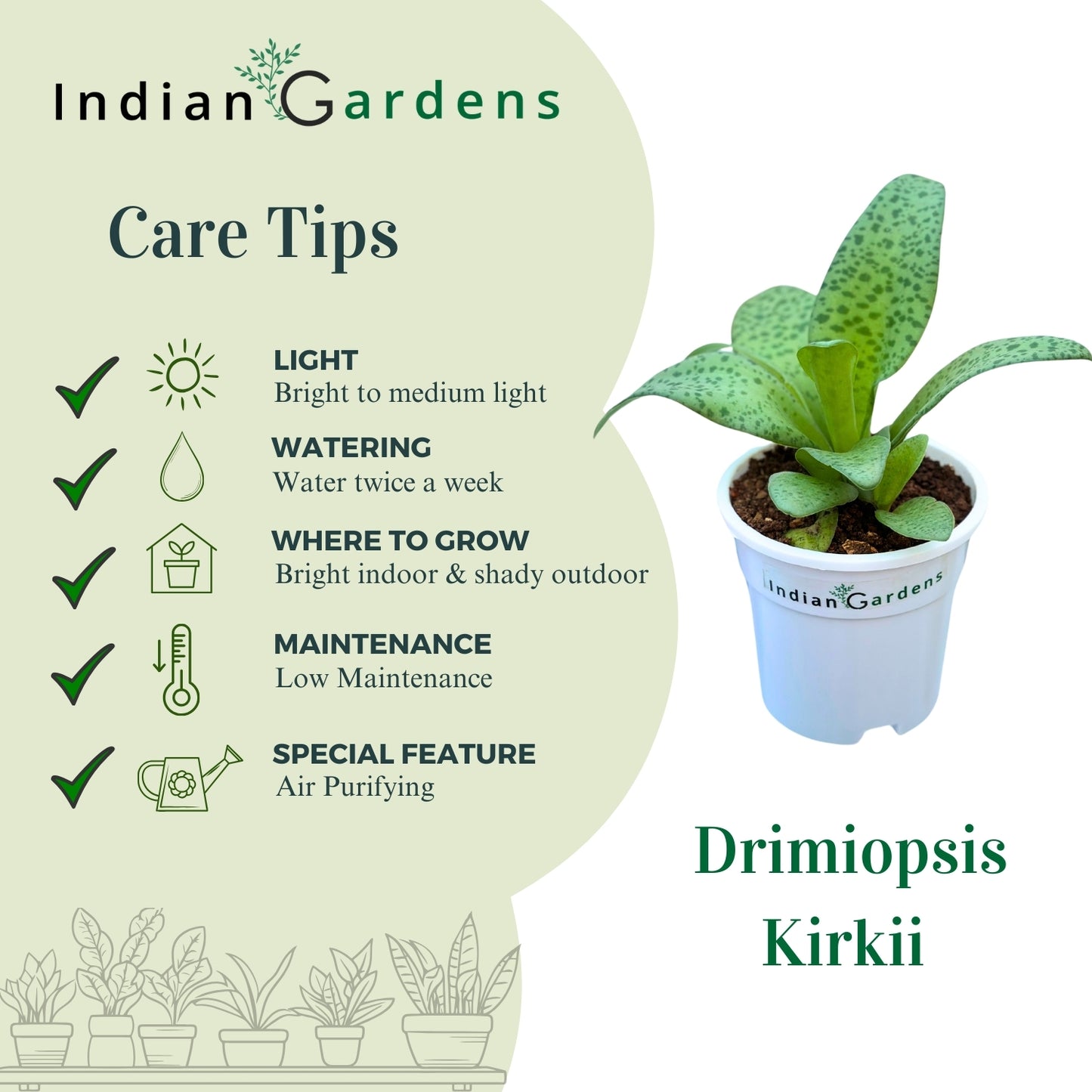 Drimioposis Kirkii with Premium Pot Indoor Plant