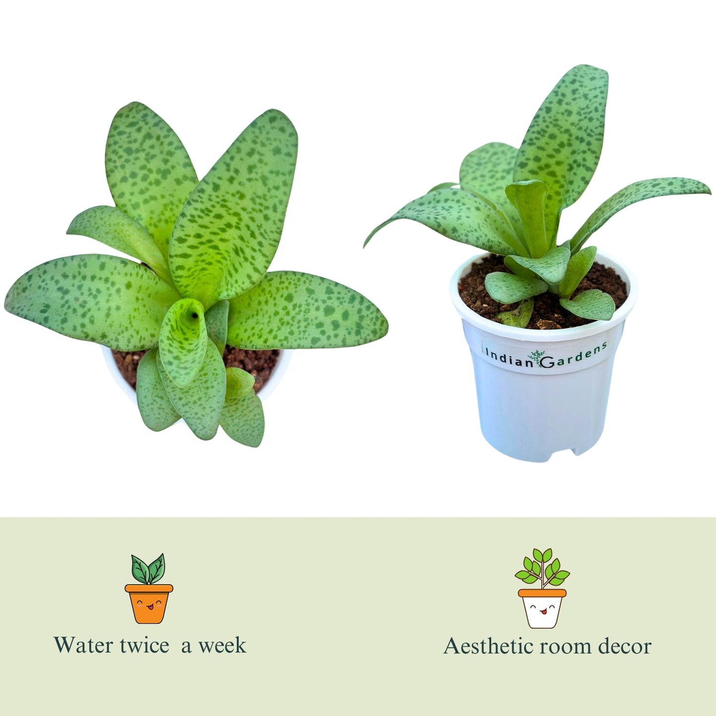 Drimioposis Kirkii with Premium Pot Indoor Plant