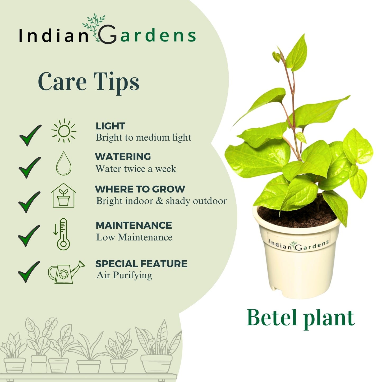 Betel Plant  with Premium Pot Indoor Plant