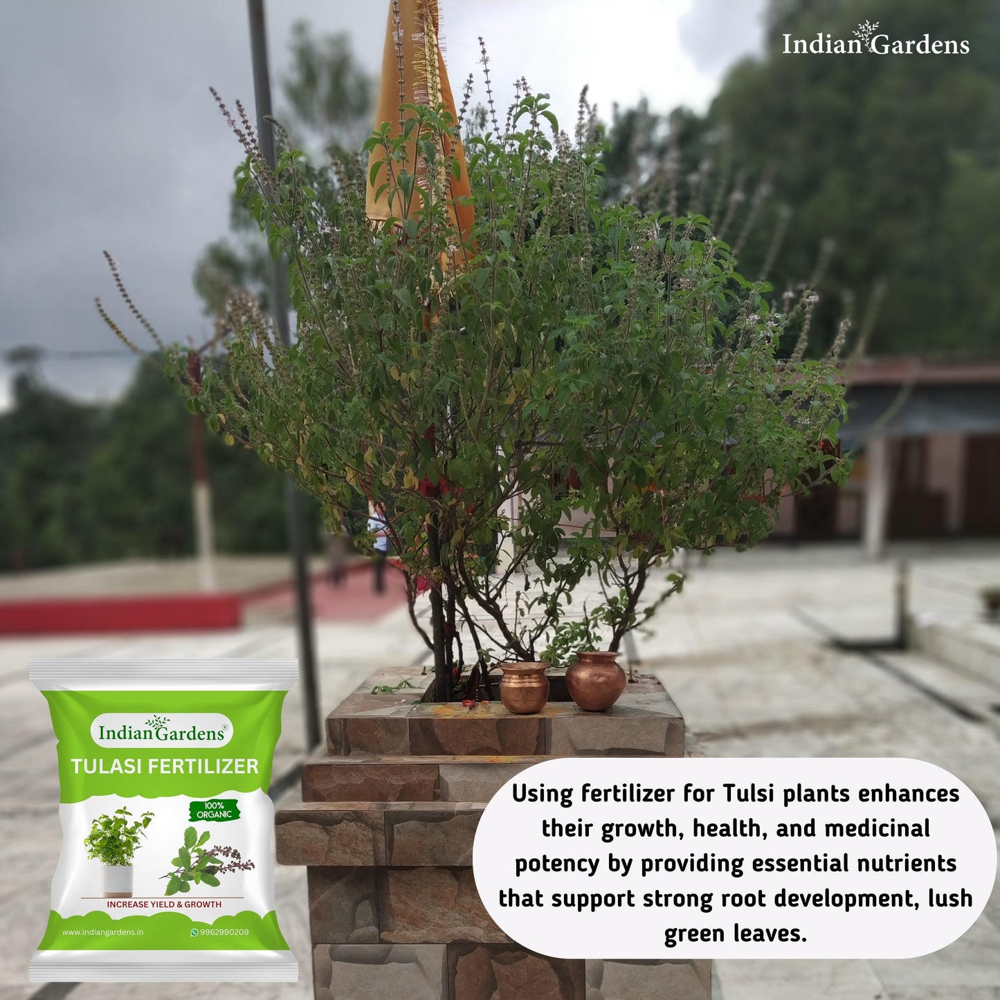 Tulasi Fertilizer  | Holy Basil Fertilizer | Tulasi Growth Fertilizer | Tulasi Organic Plant Food | Tulasi Leaf Health Fertilizer