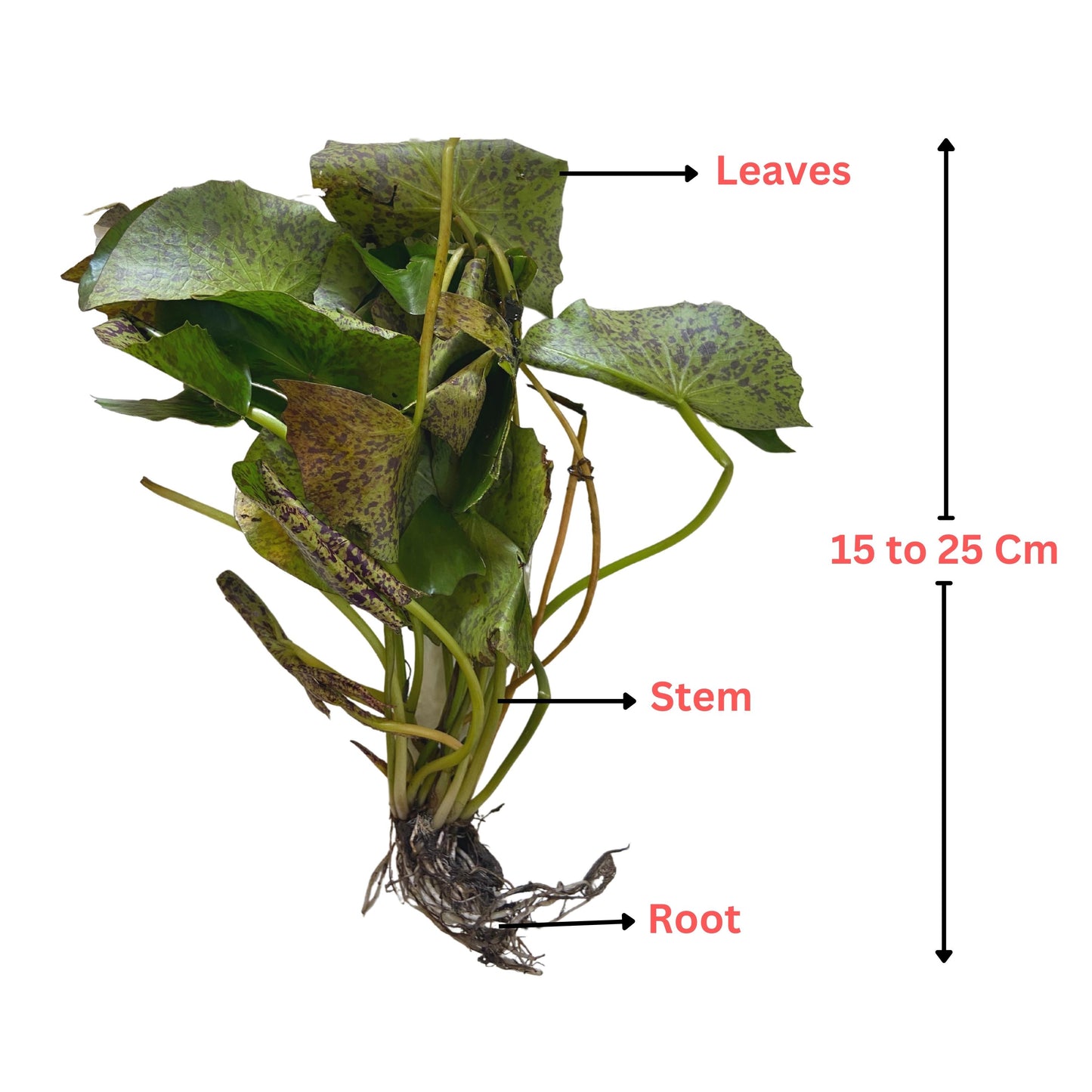 Waterlily ( Pink ) ( Code 8 )