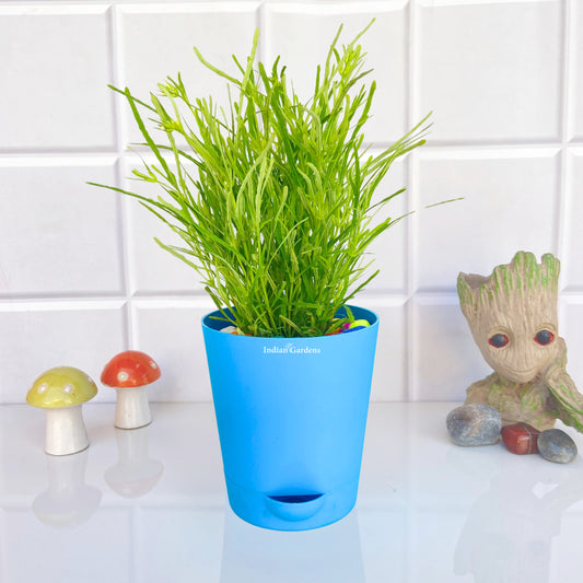 Succulent bush | Drought-tolerant | Hardy succulent | Fast-growing succulent | Live Plant | Premium Self Watering Pot ( 4 Inch )