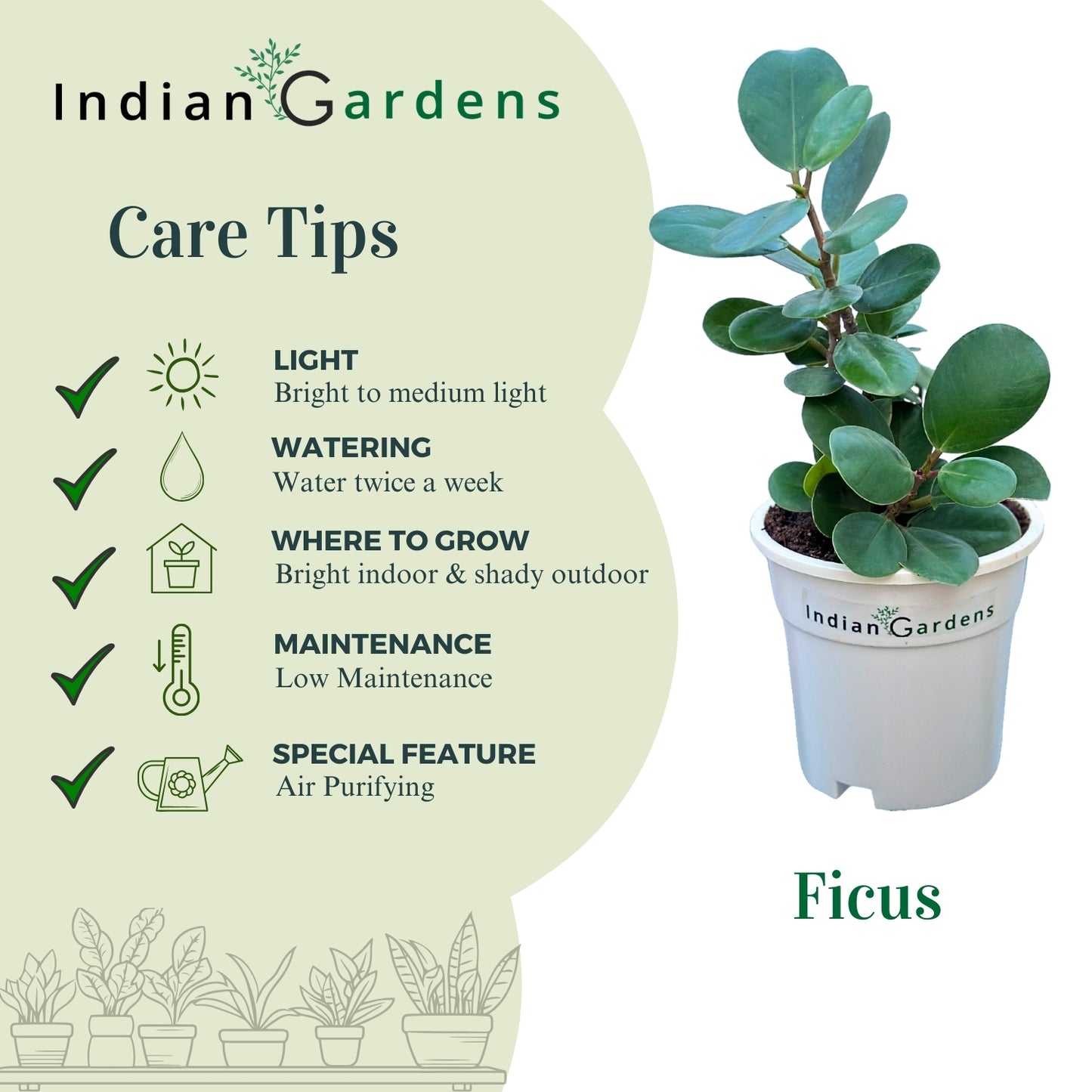 Ficus Plant with Premium Pot Indoor Plant