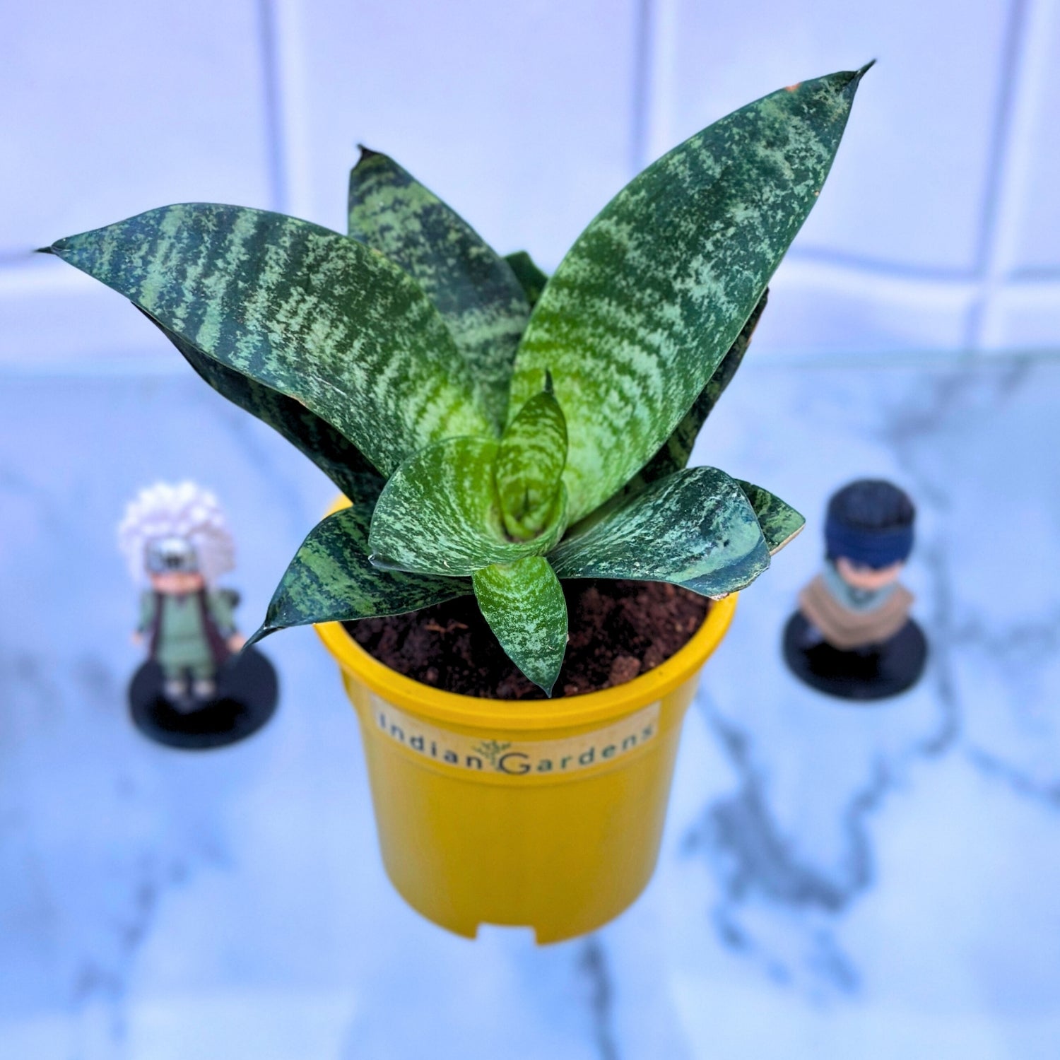 snake plant india Sansevieria- Snake Plant with Premium Pot Indoor Plant – Indian Gardens