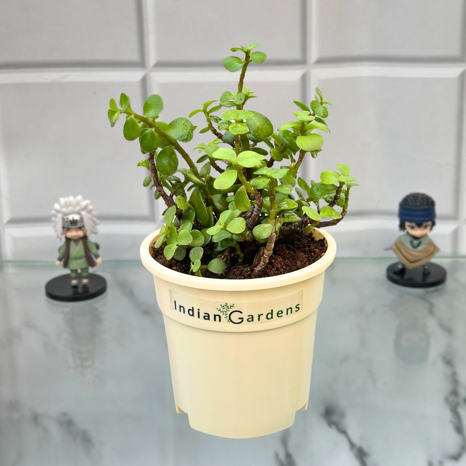 indian jade plant Jade with Premium Pot Indoor Plant – Indian Gardens